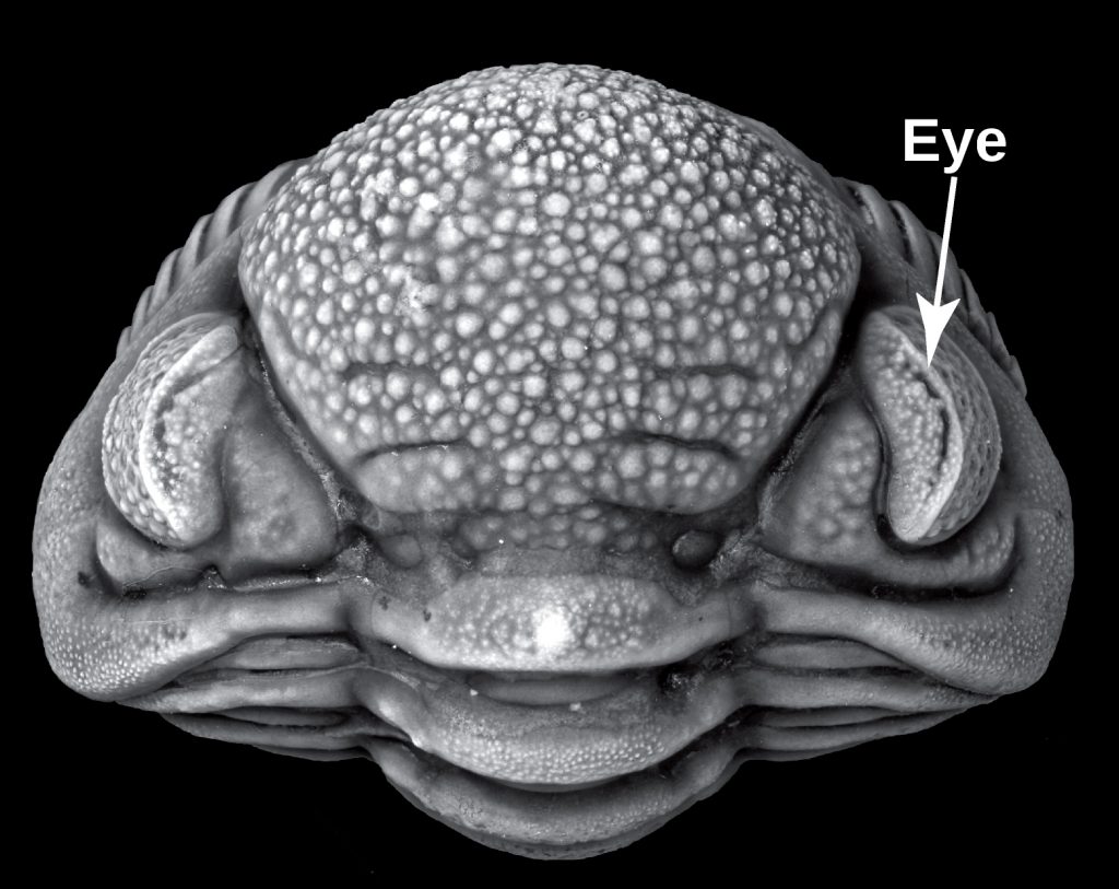 eye of trilobite (extinct marine anthropod)