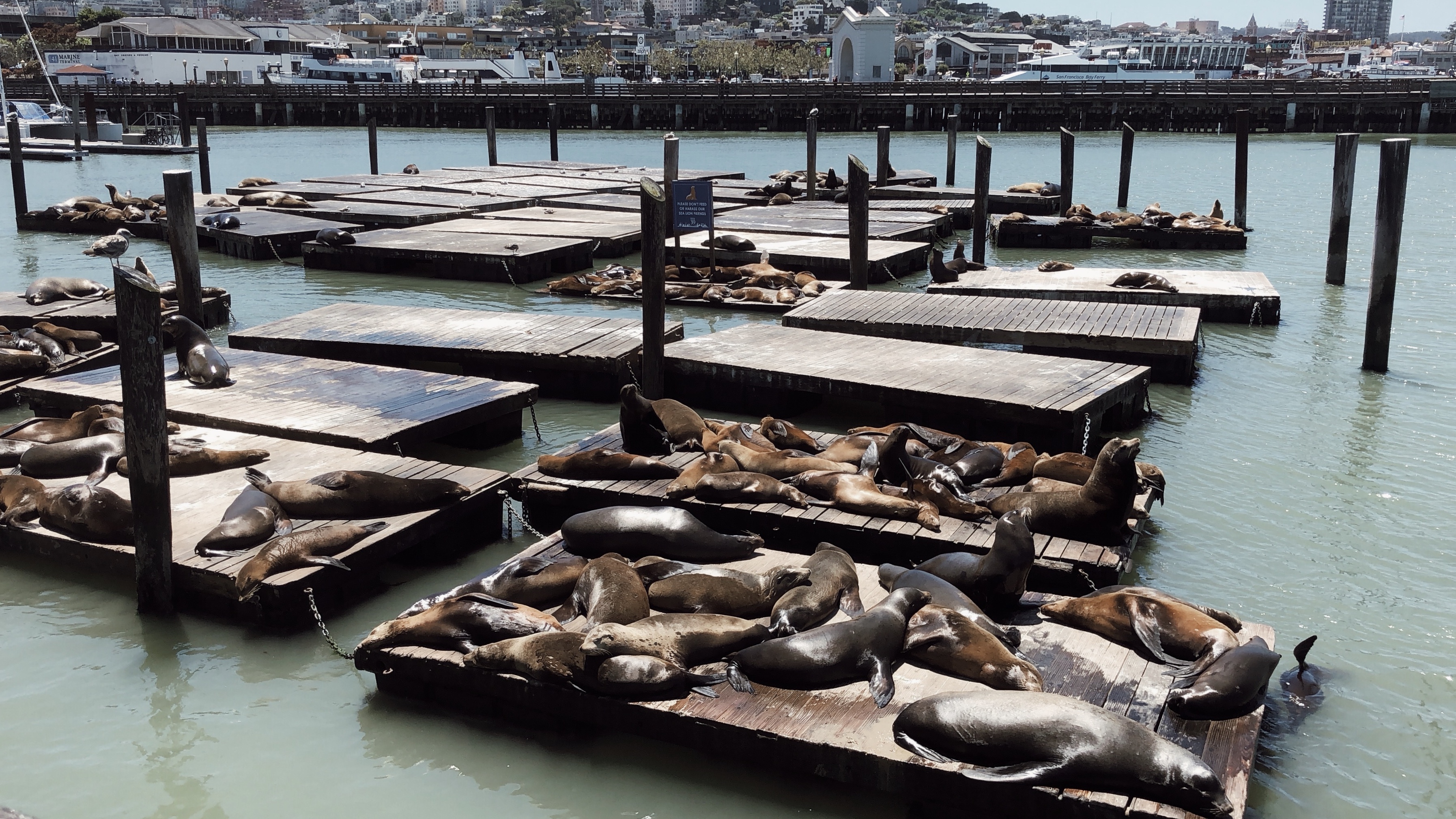 San Francisco Pier