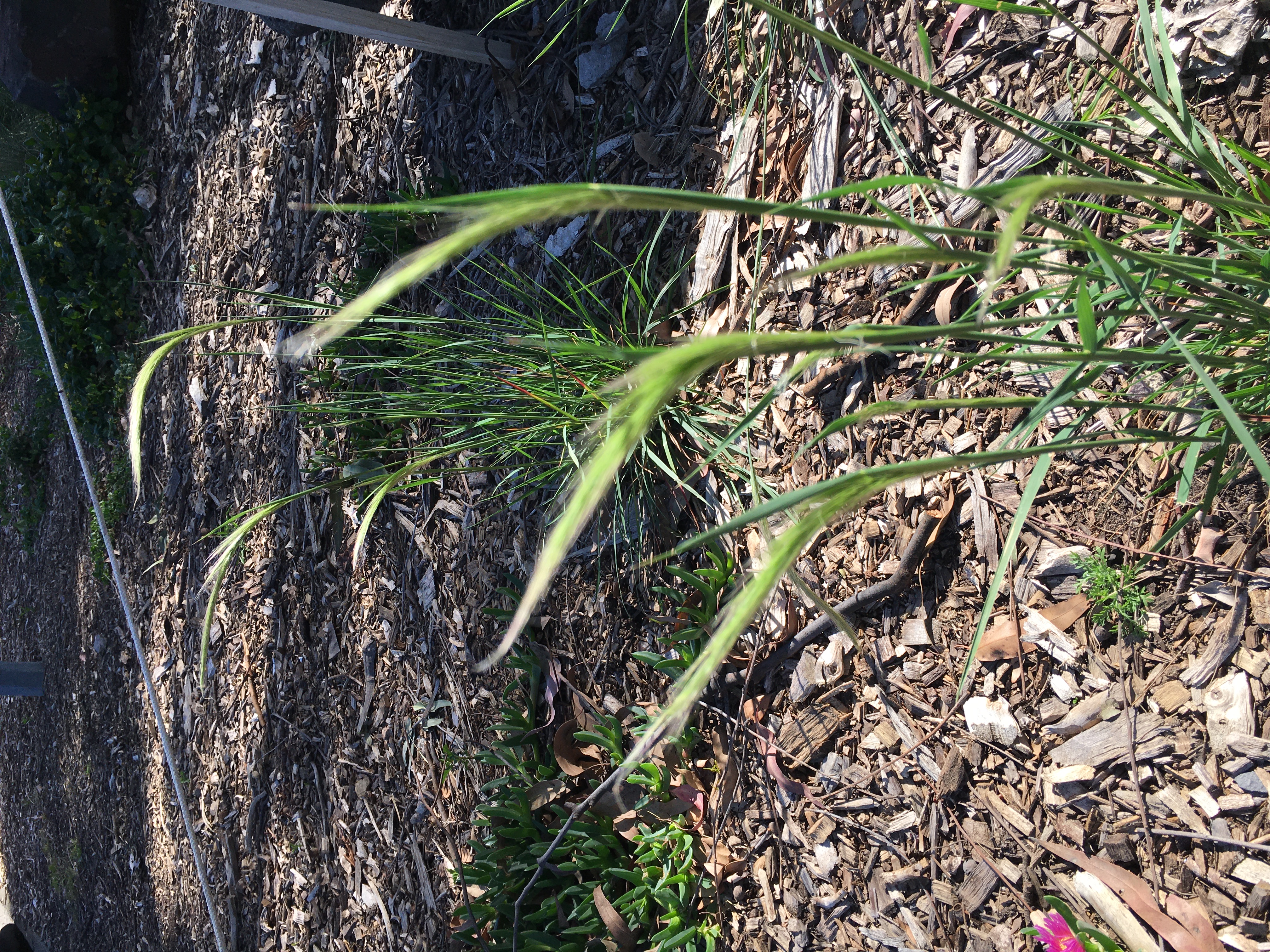 long-hair plume grass (dichelachne crinita)