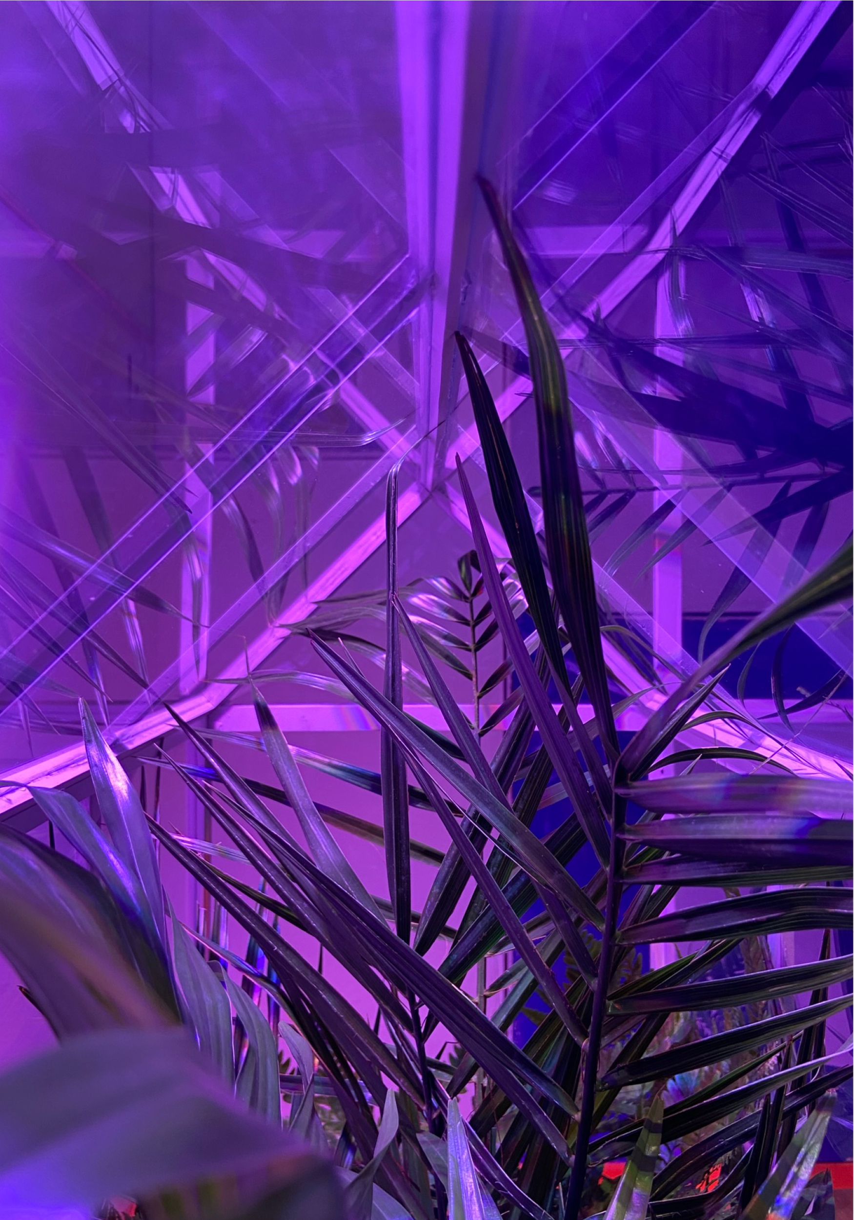 Un jardin, des tropiques - Installation au CIVA • Bruxelles • 2021