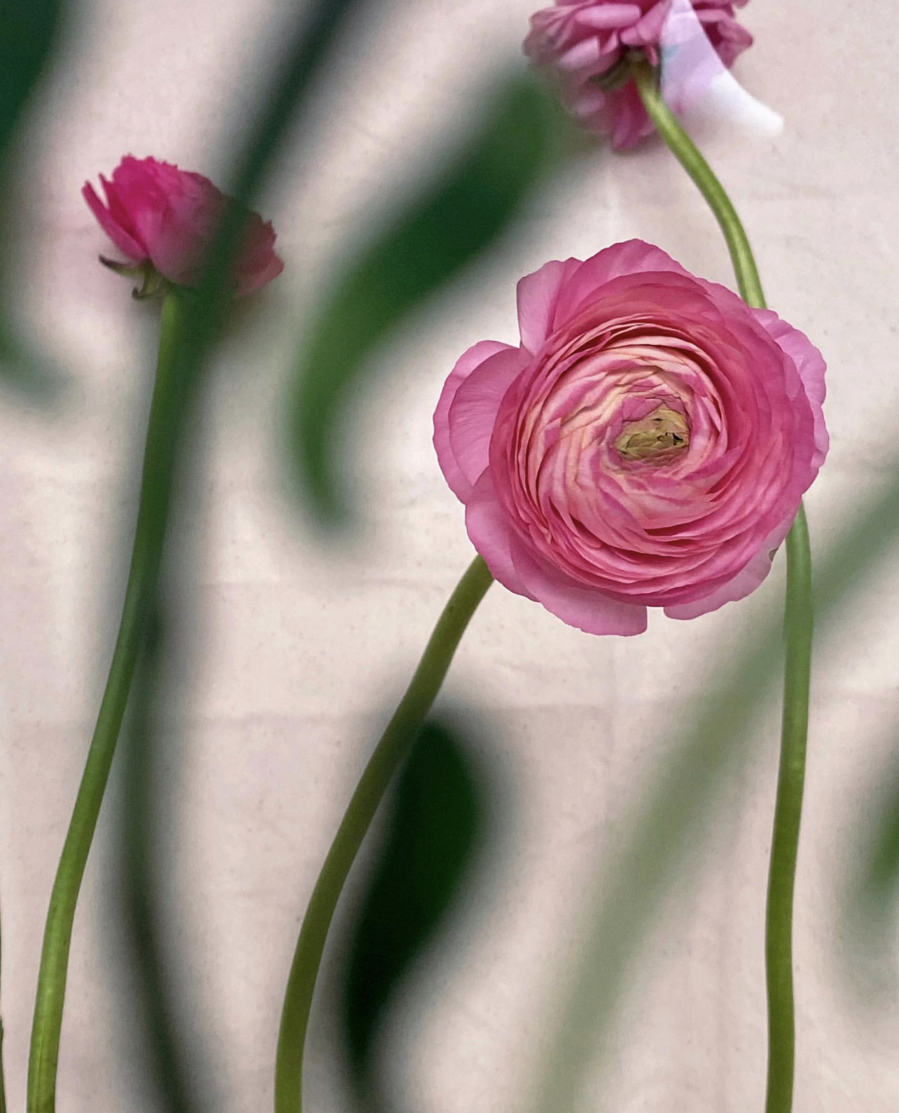 Photo : @sarahvanrij et @davidvanderleeuw 