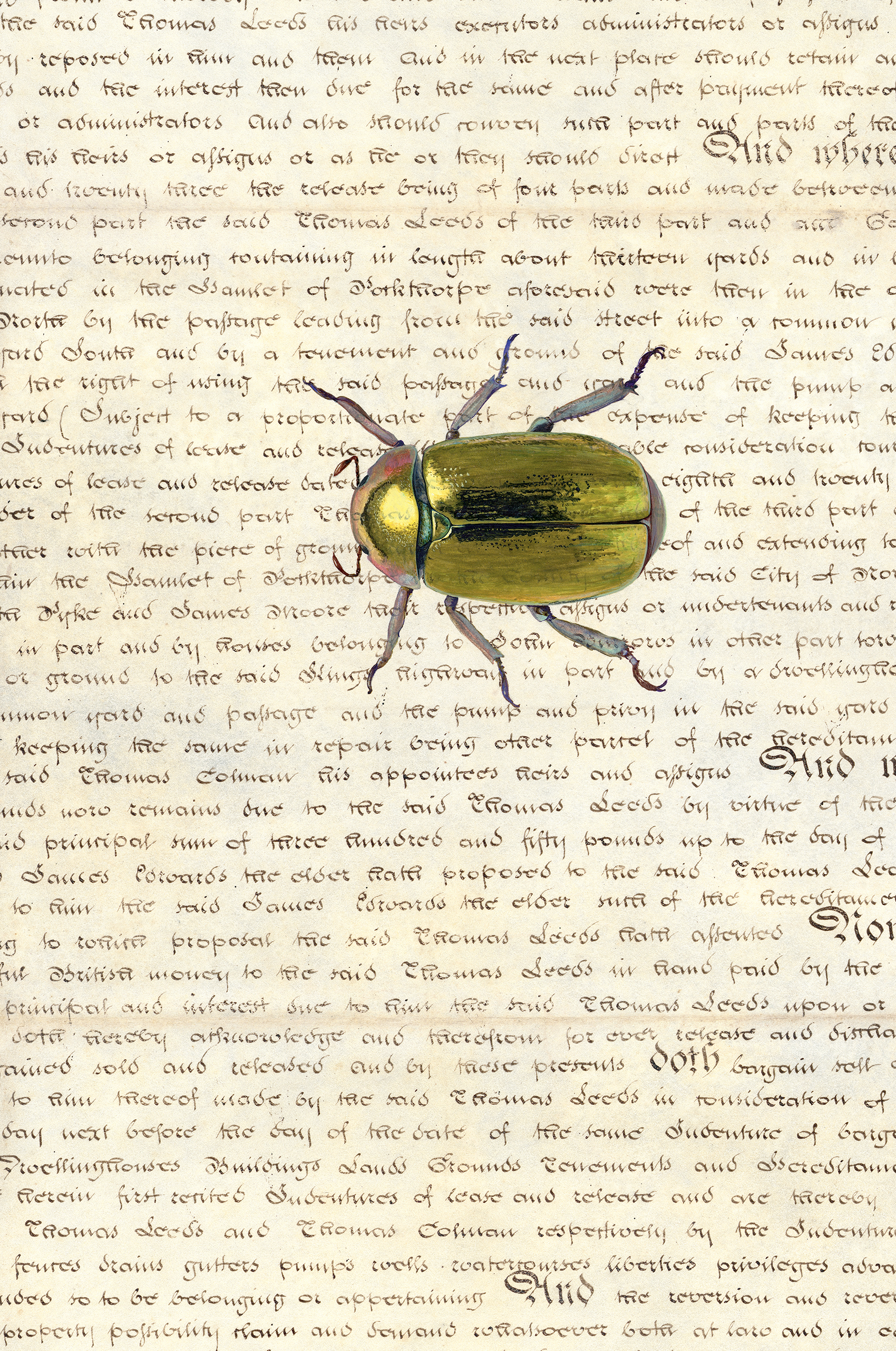 Palimpsest yellow beetle
