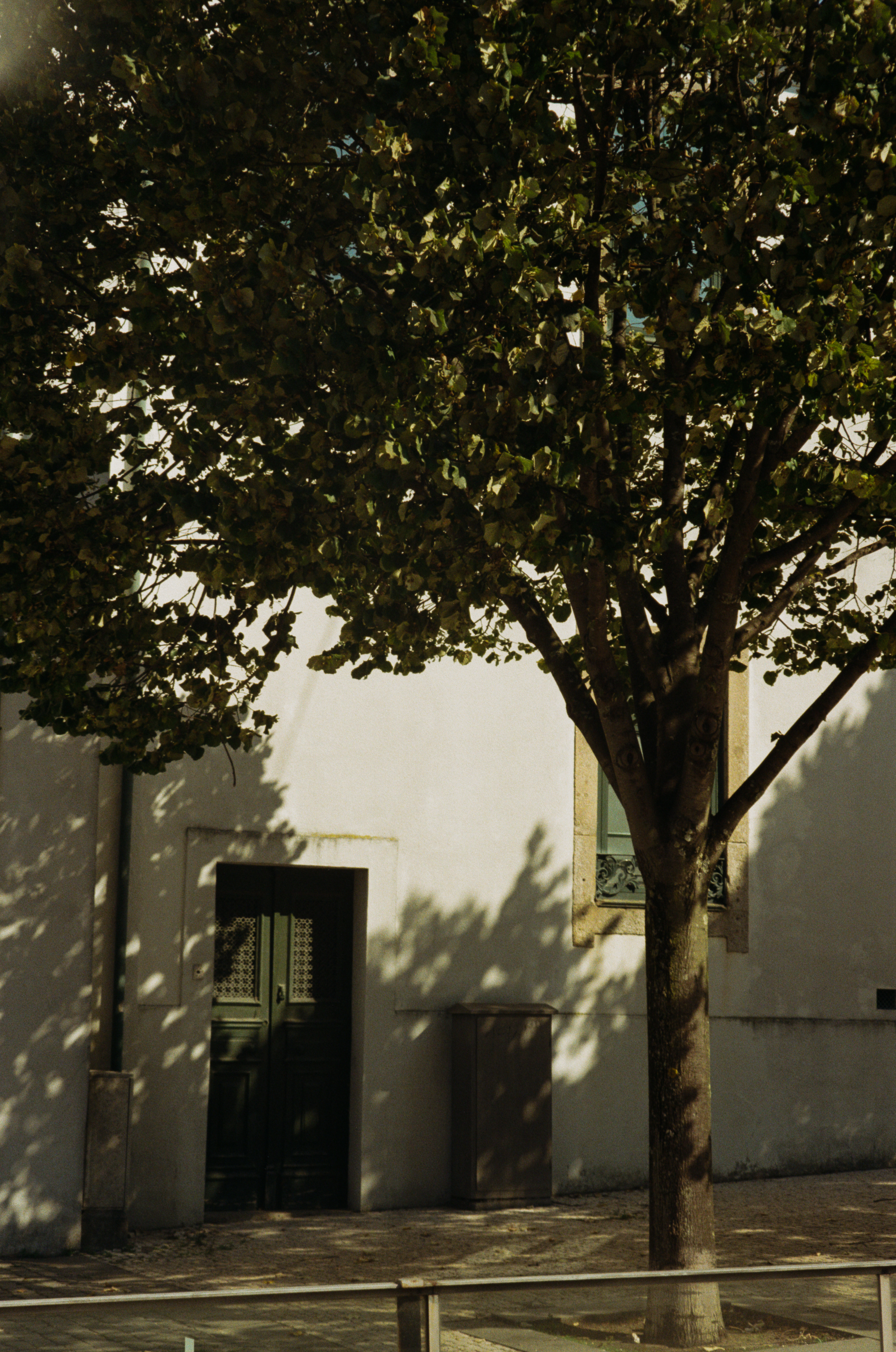 Tree shadows on street