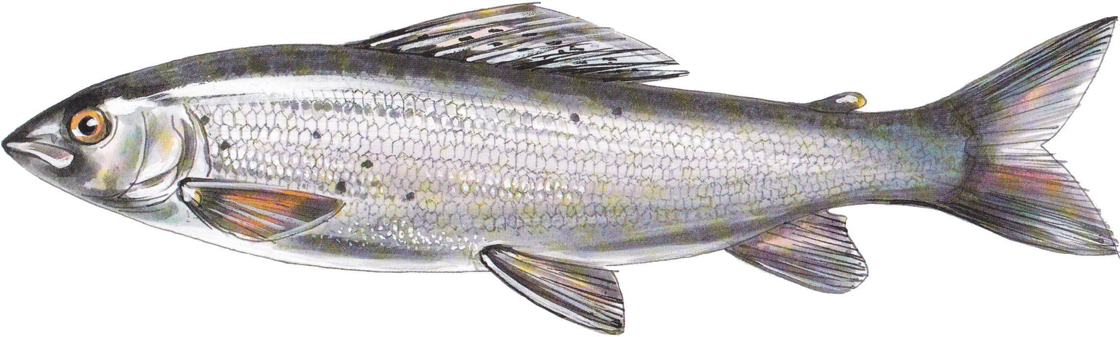 Grayling