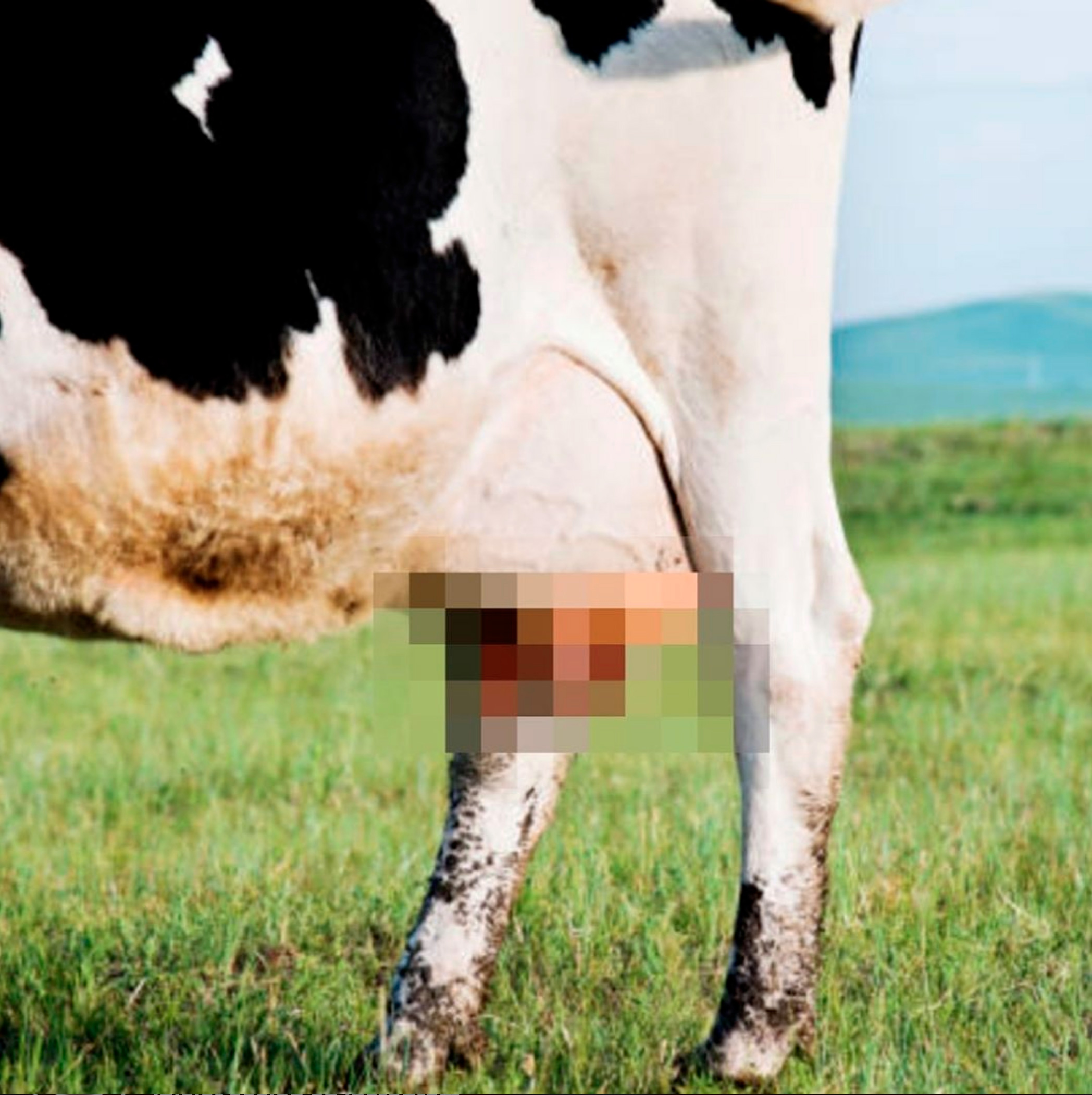 Hucow Udder