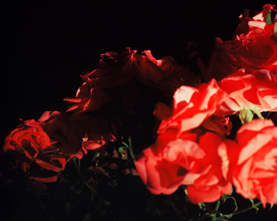 Last Year Flowers Bloomed; This Year Flowers Bloomed; What About Next Year? (2024)