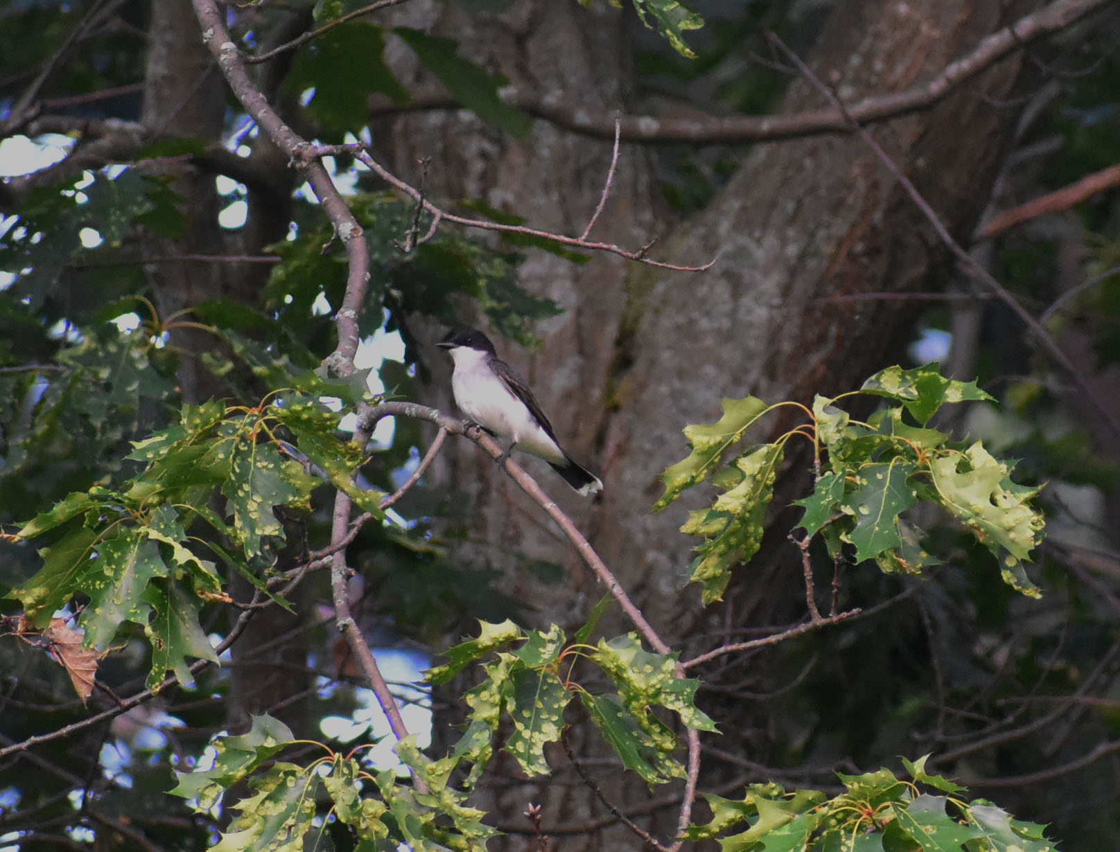 eastern kingbird