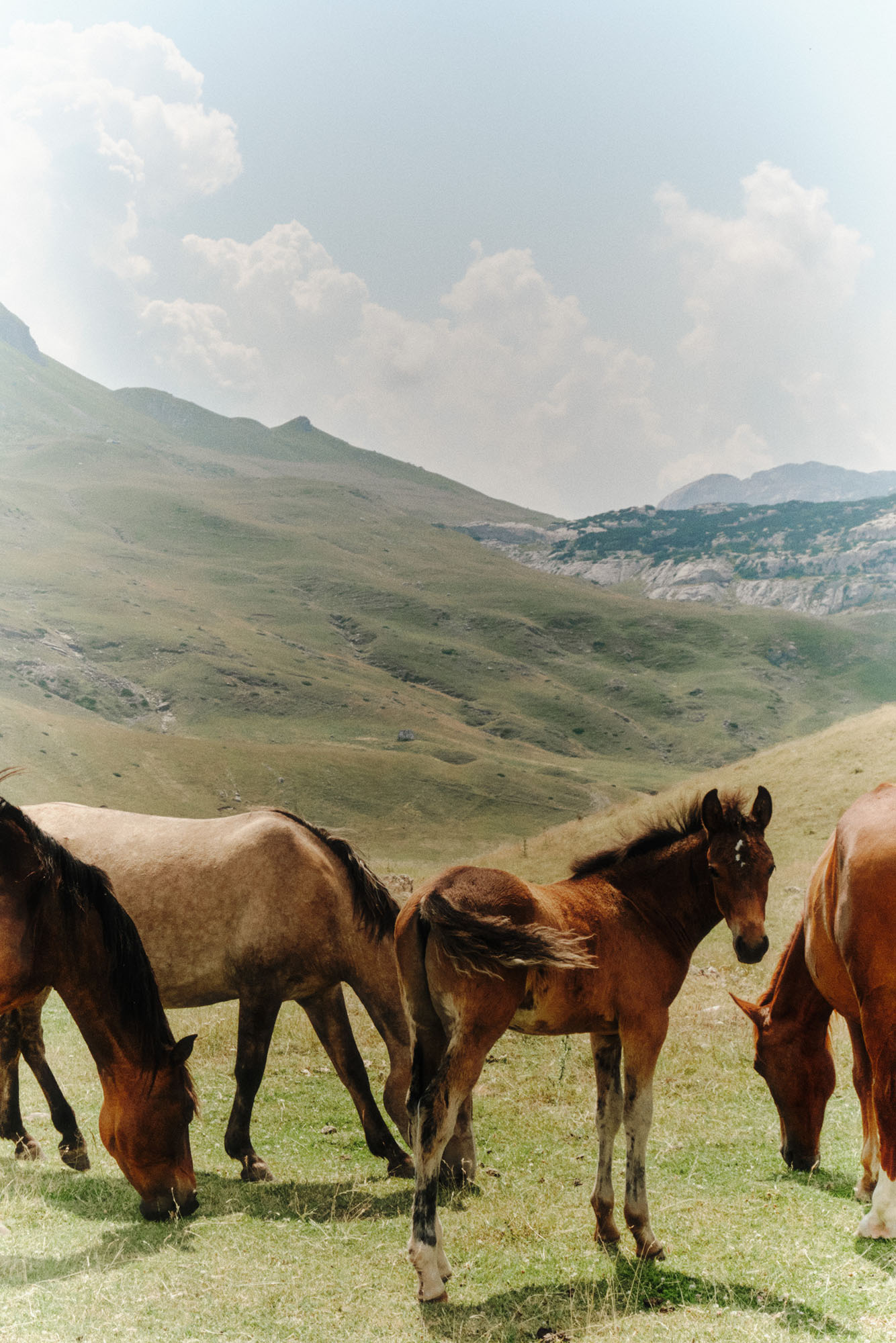 FV_Series_004_IMG_05_Montenegrin_Horses