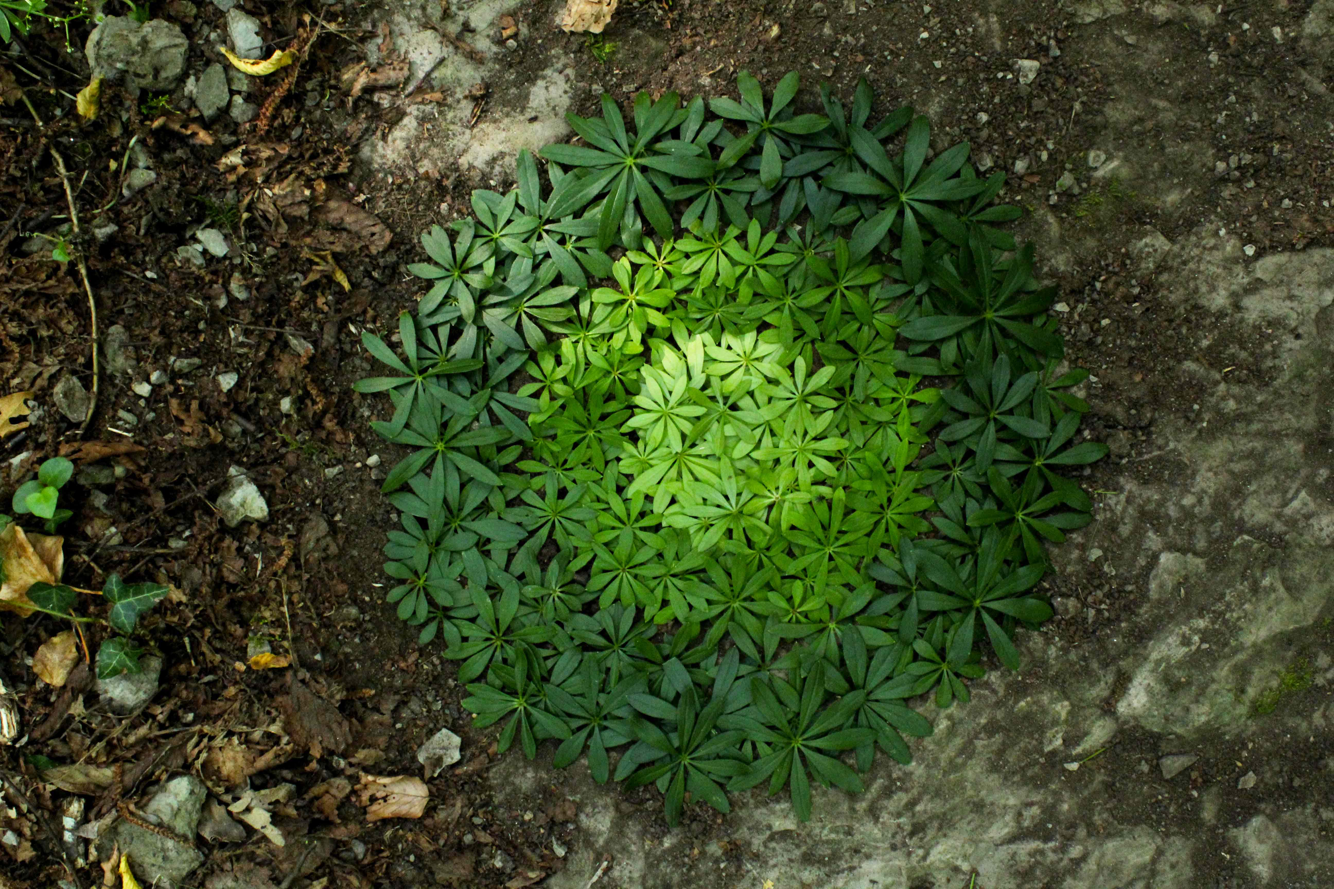 "Floor Nature Blog" intervista, Agosto 2018