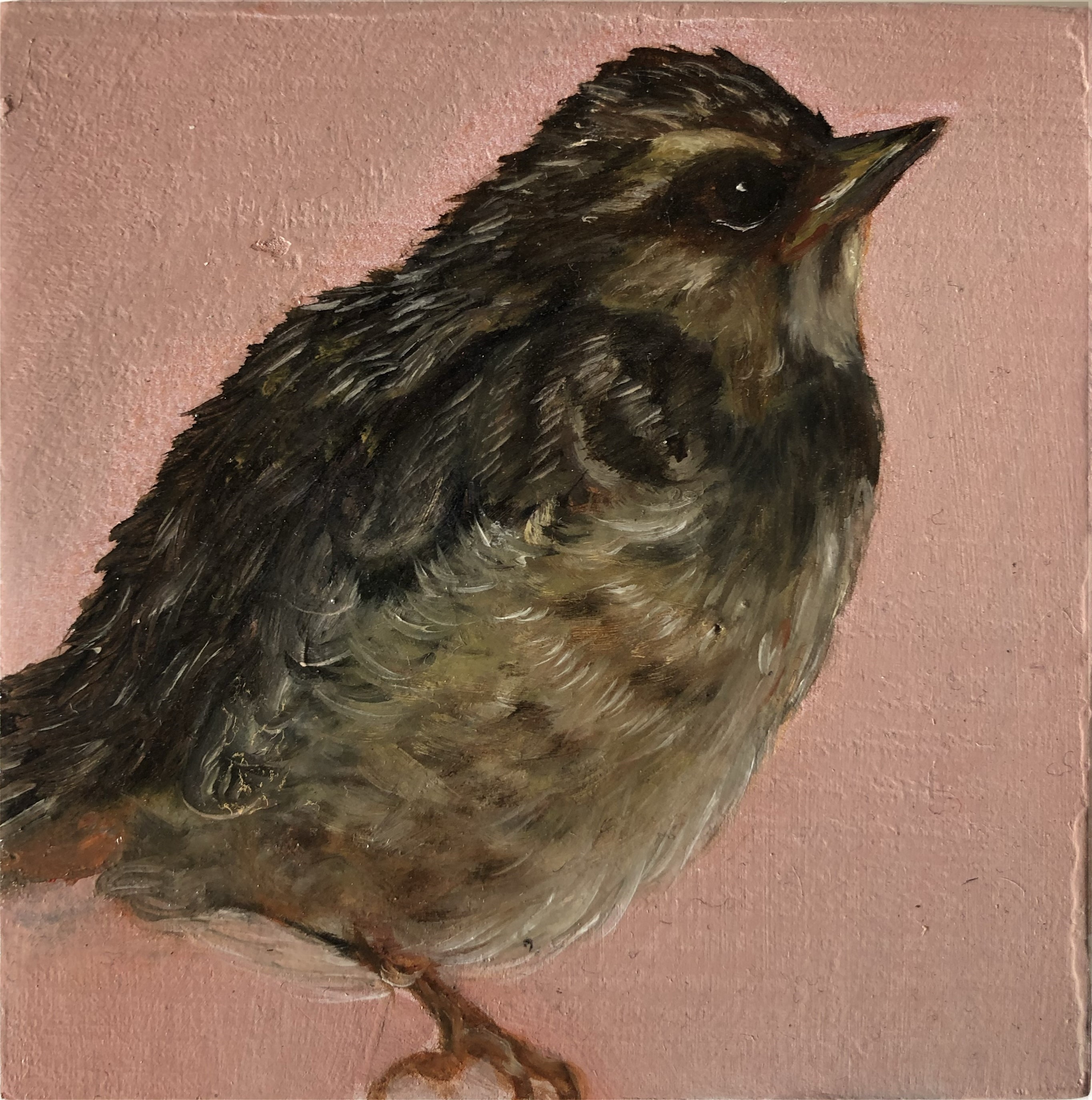 Il canto del troglodita - Oil on wood - 11x11 cm