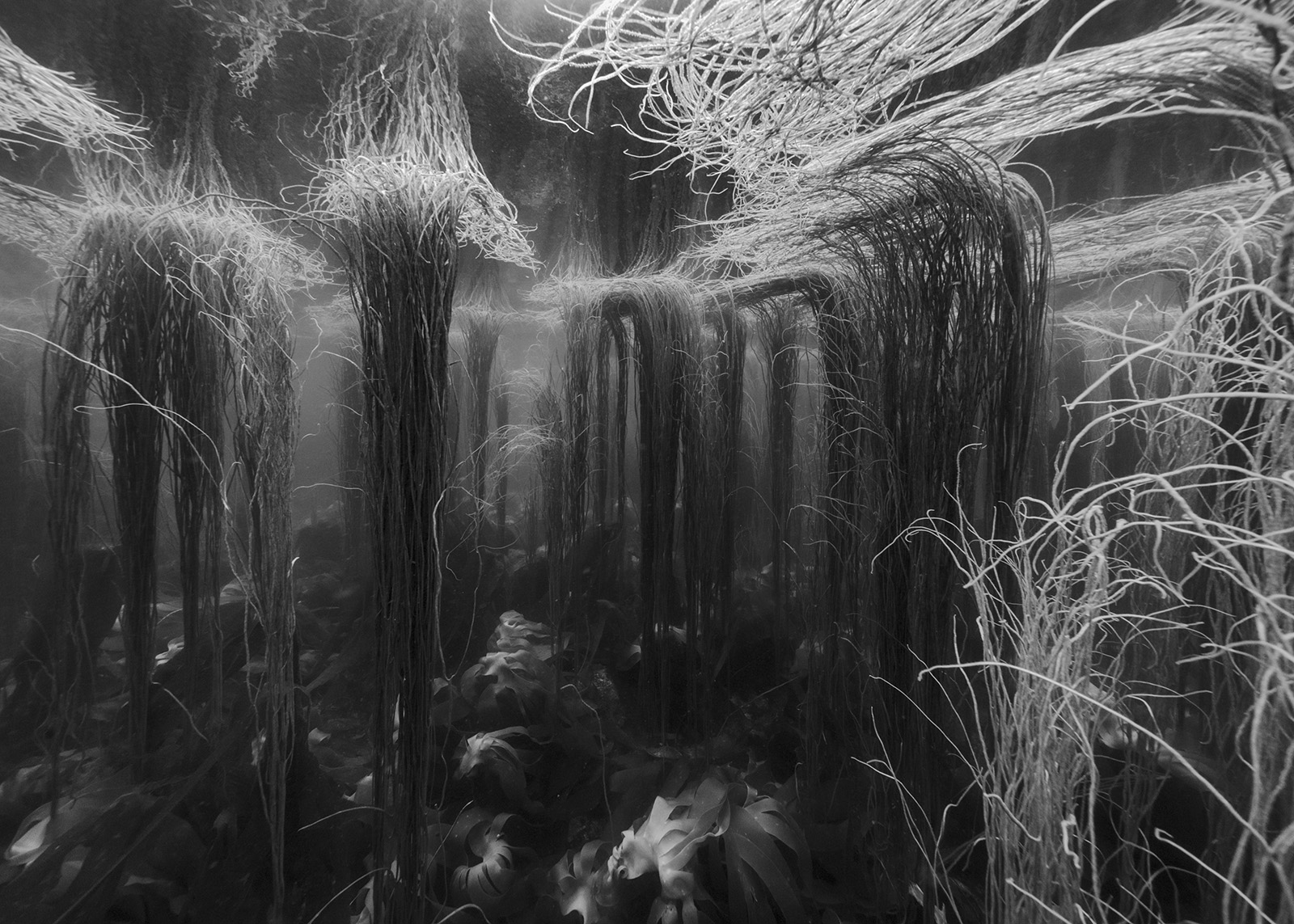 © Nicolas FLOC'HPaysages productifs, Initium Maris, Île de Molène, himanthales et laminaires, -4m, 2019courtesy Galerie Maubert