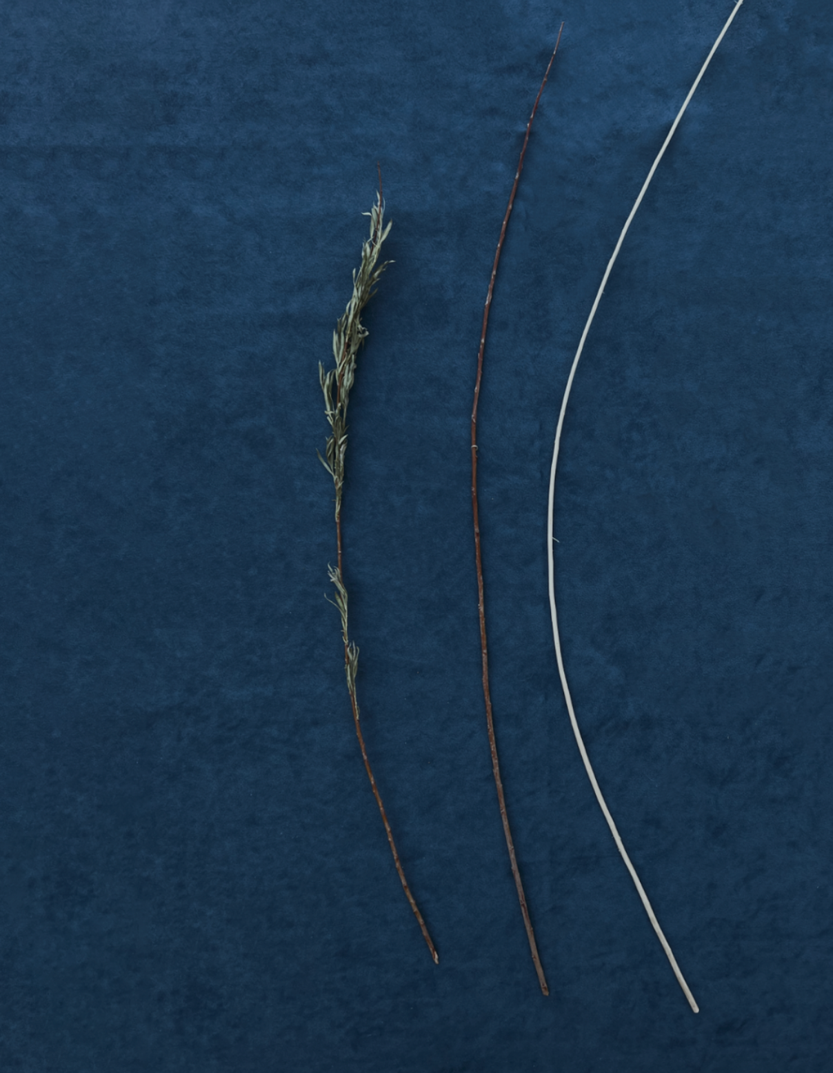 3 stages of willow. 1) right after gathering. 2) removing leaves and growths from branch. 3) willow after striping bark. Reno, NV. 2022.