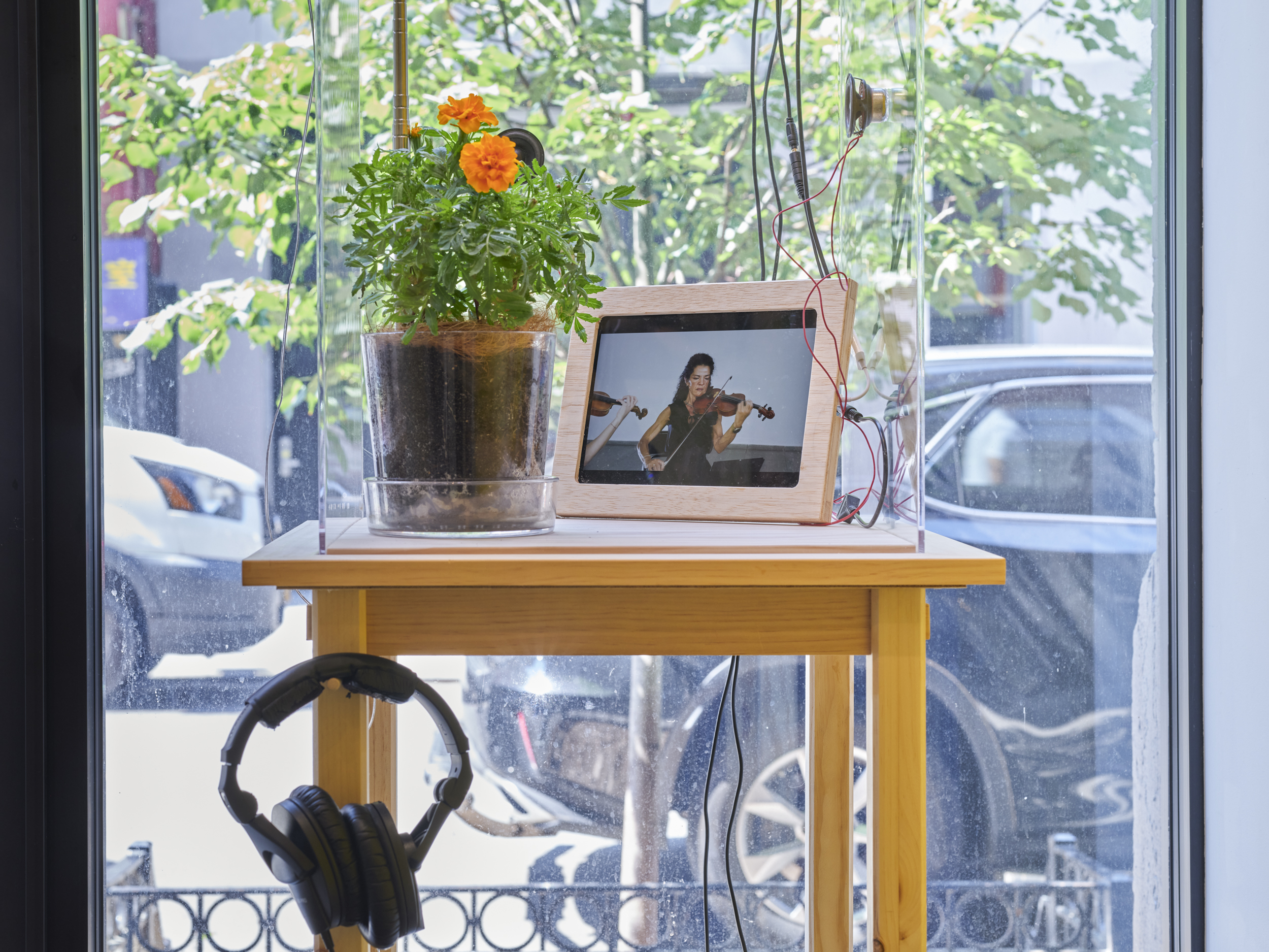 Daniel Bozhkov, Nepotism Project: Projected Evidence of Special Privileges in Alternative Controlled Environments, 2025. Mixed media w/ marigolds, sound, drawing on canvas, dimensions variable.Photo by Flaneurshan.studio