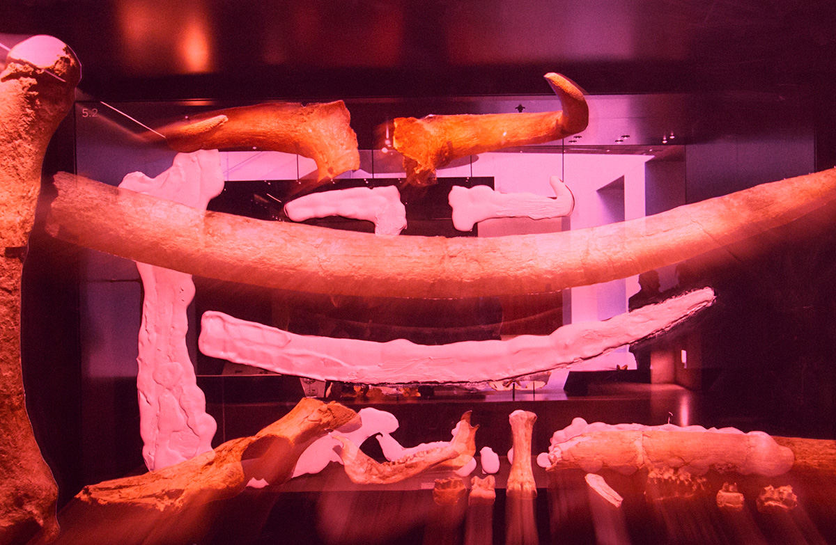 Restitution Series (Bones), 2020 Ink jet print on Hahnemühle Photo Gloss 260, Dibond mounted