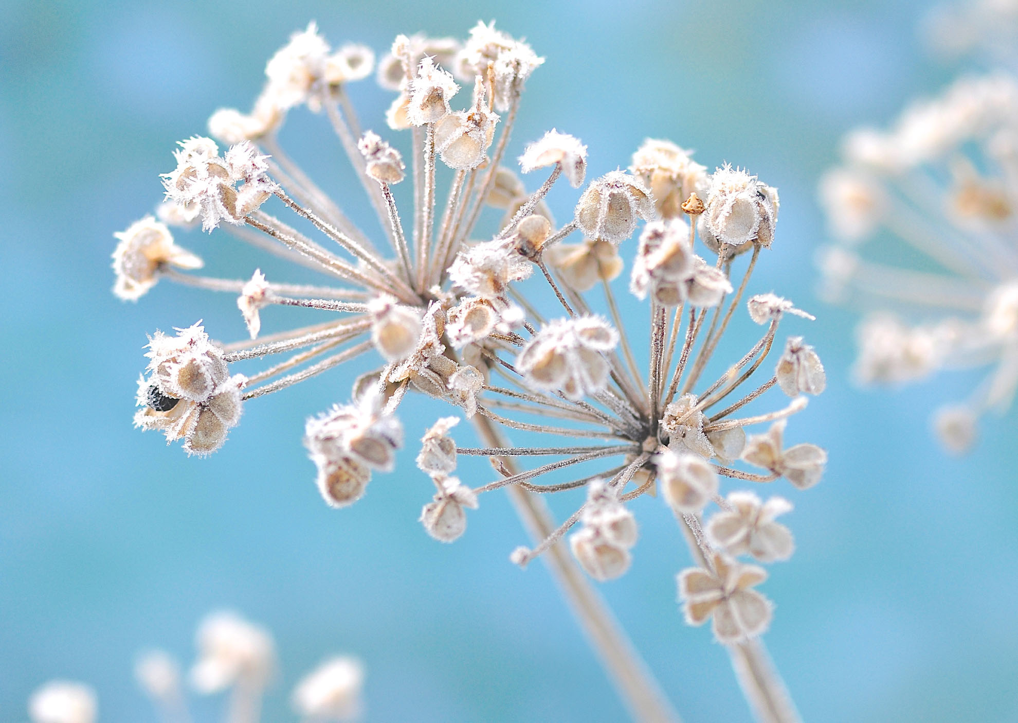 Nr. 297  Eisschirmchen