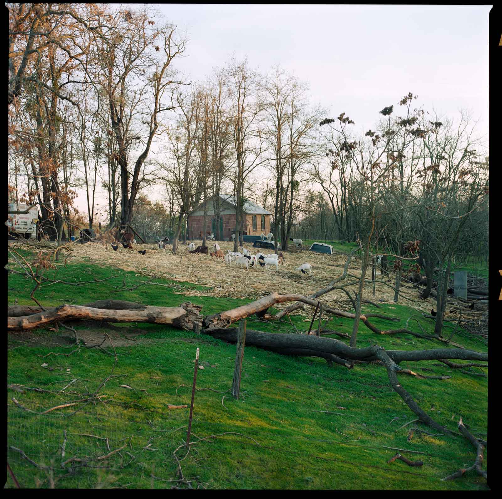 GOAT FARMER, SAN JOAQUIN COUNTY LINE, 2017.