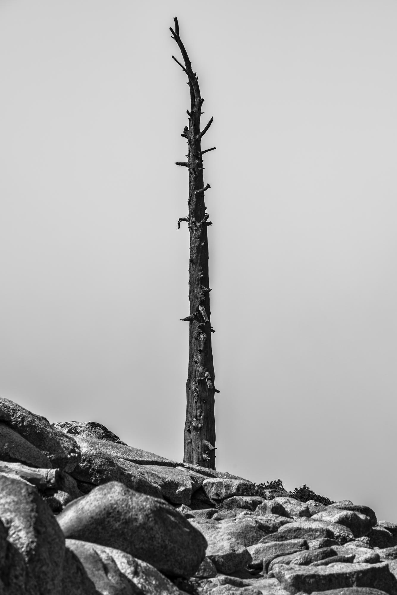 Le parc national de Yosemite, Sierra Nevada, à l'est de l'État de Californie.