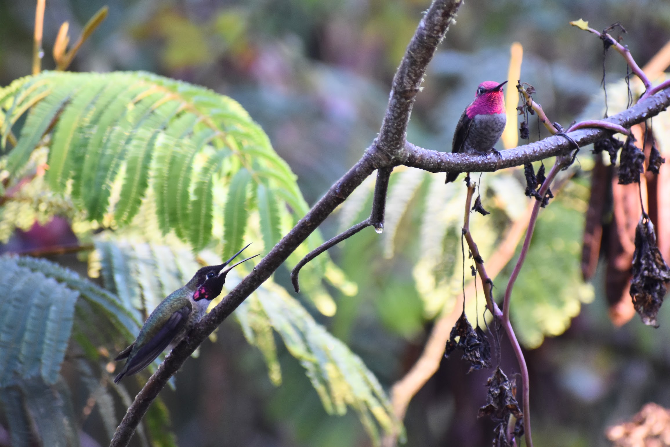 Anna's Hummingbirds, San Francisco, CA