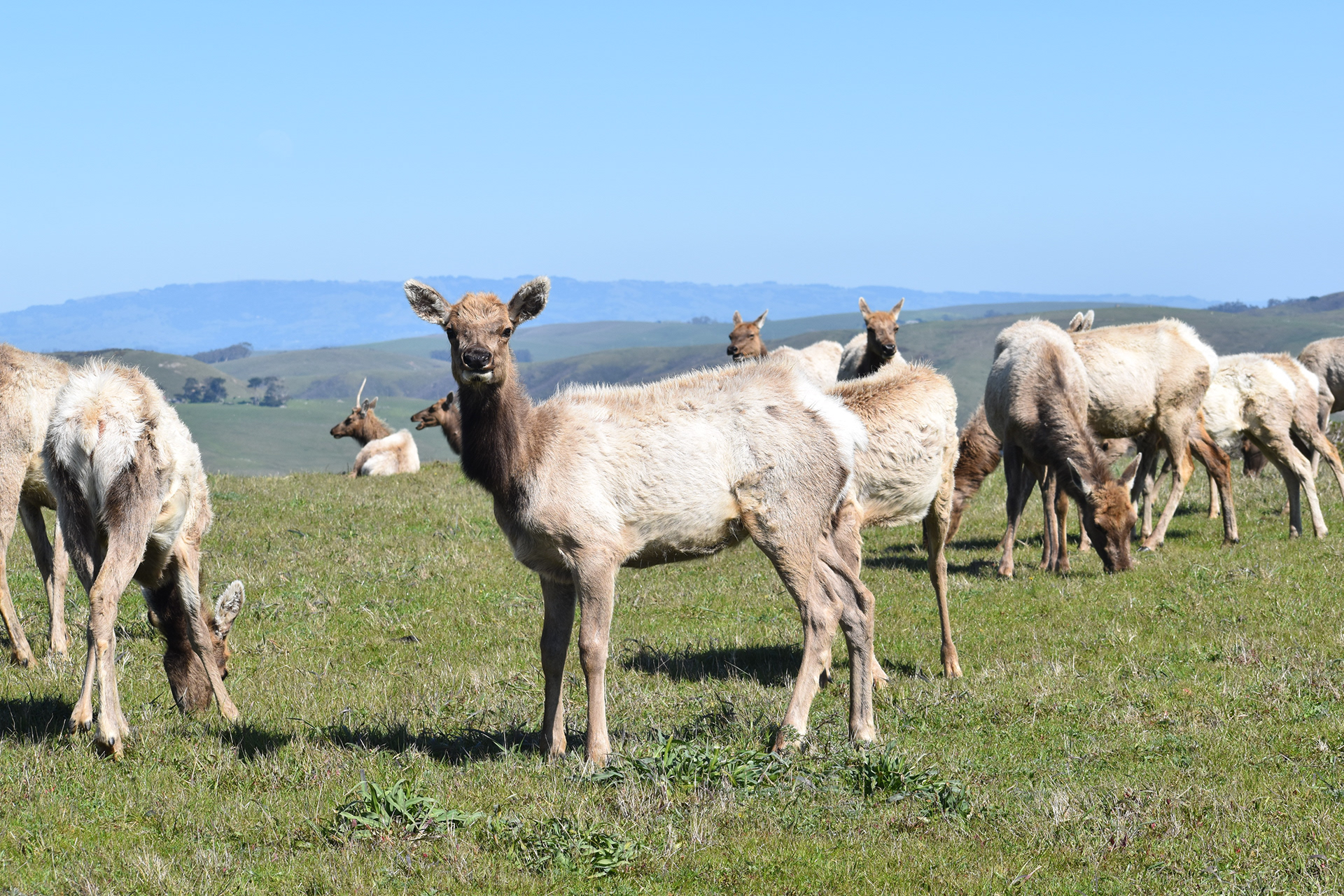 Tule Elk, Tomales Point, CA