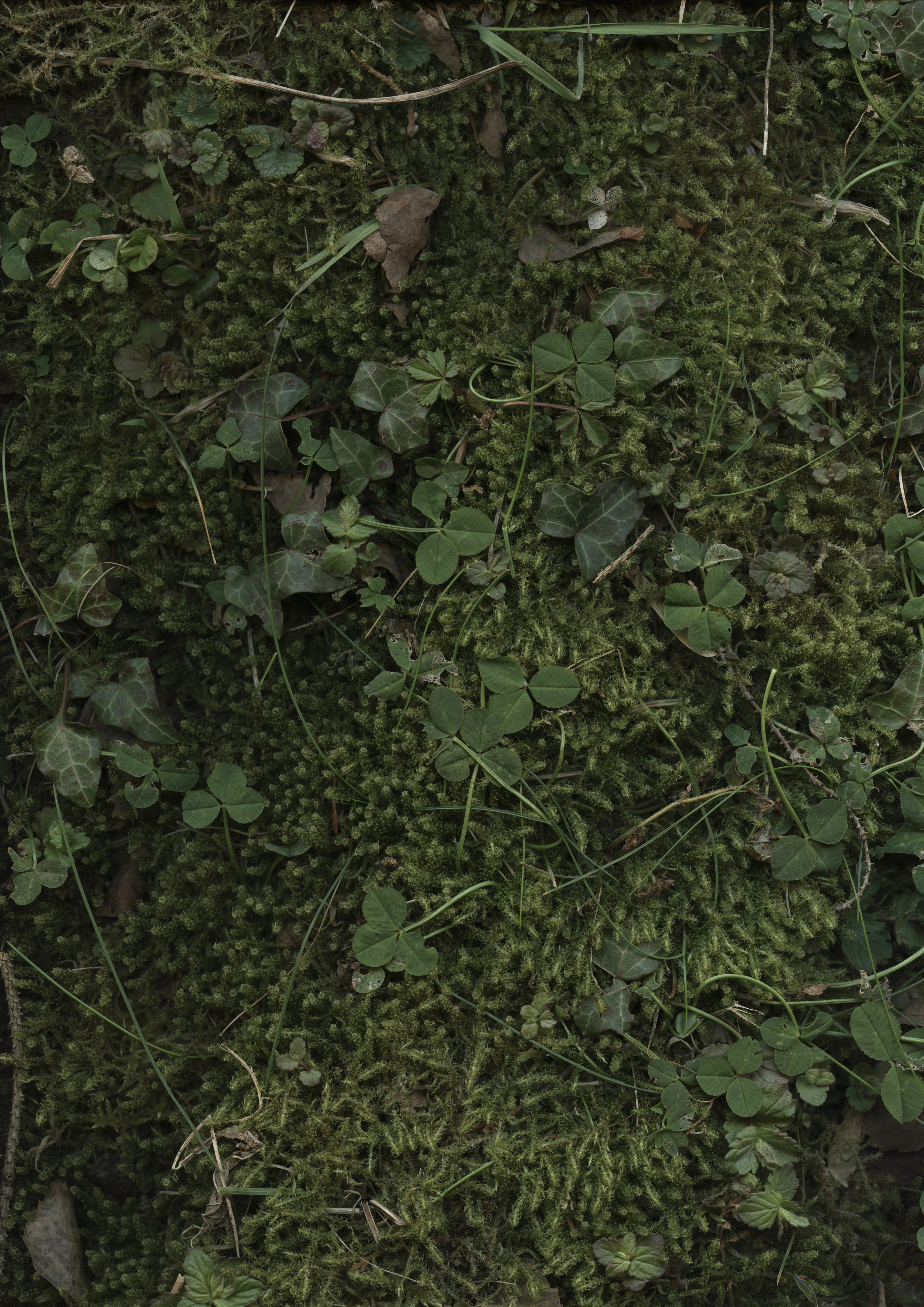  Colse to Nature | DIN A2  CHF 55  Bestellen via E-Mail > 