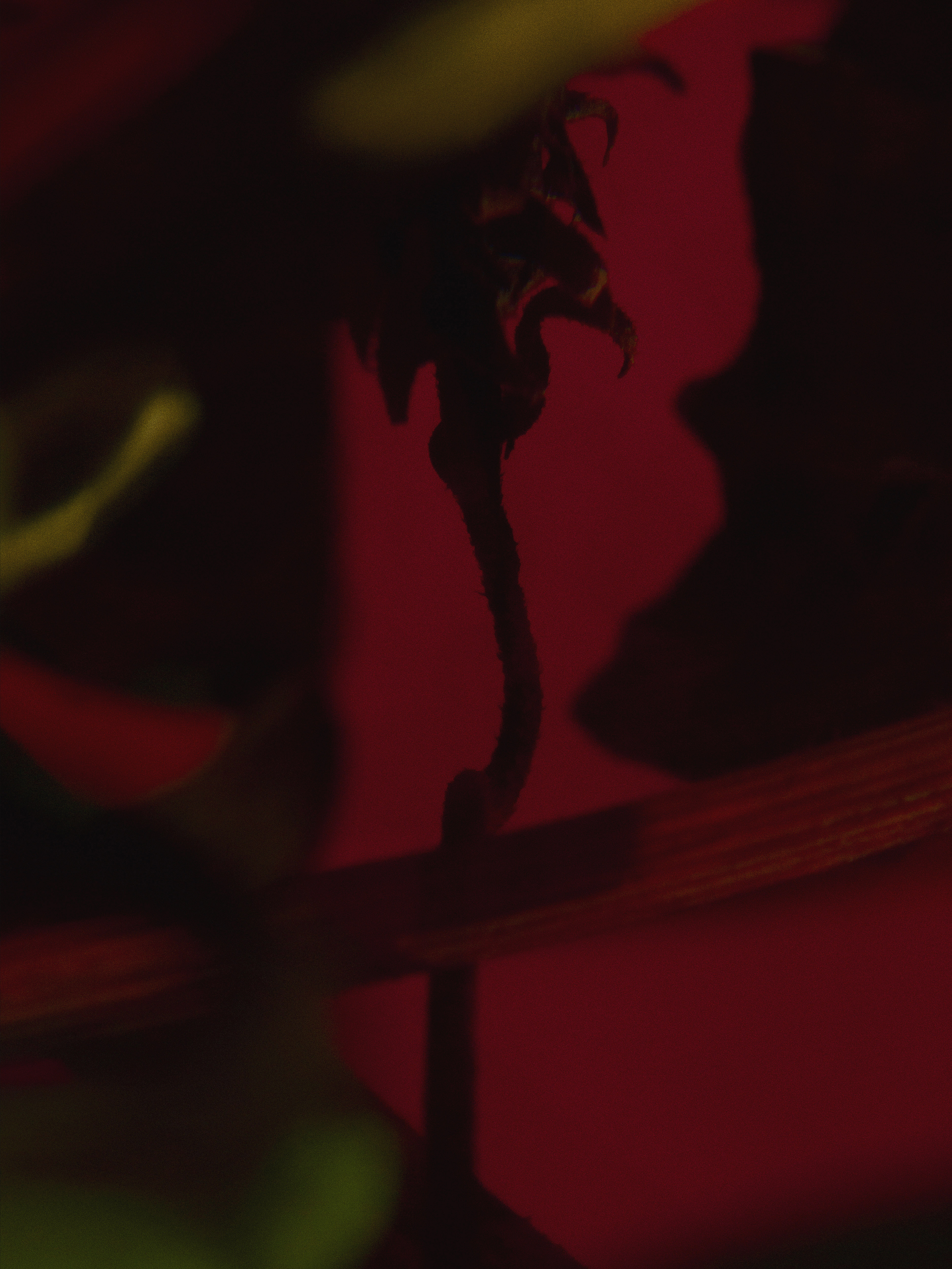 Androgino I, 2019 - 60&times;45cm - Ed. 5