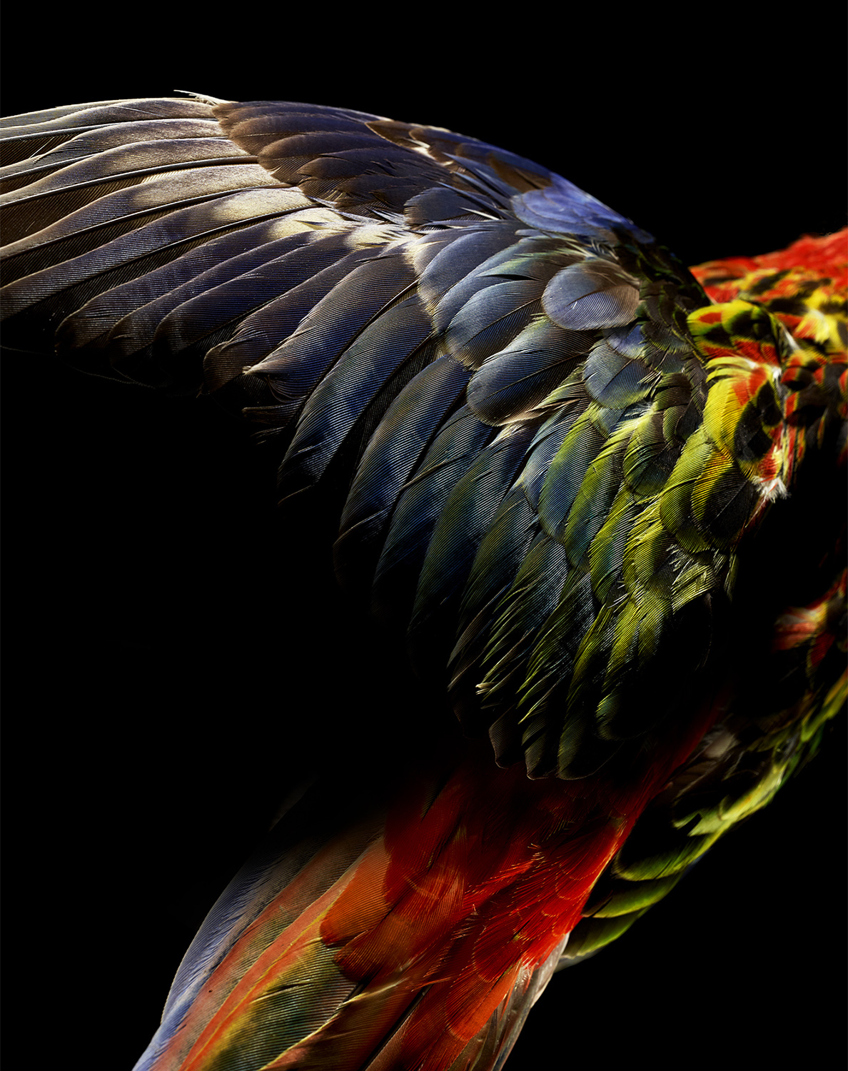 KMA photographer Isabelle Bonjean shoots colorful parrot against a black background