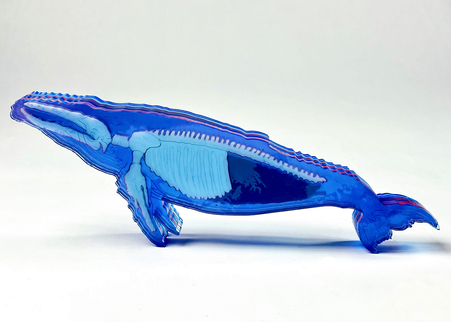 Whale Anatomy — RISD Catalyst