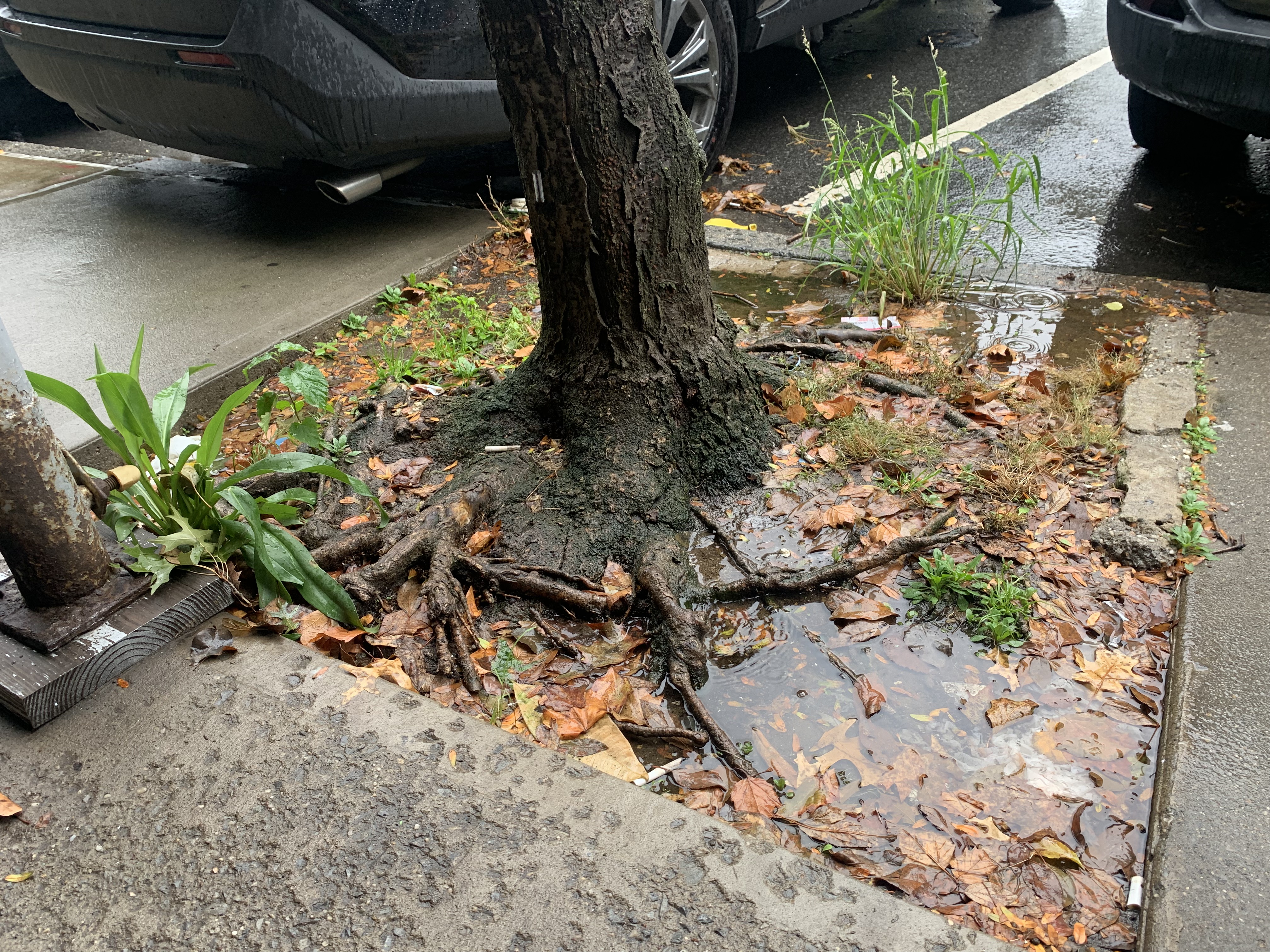 A Lindsay Park tree bed during heavy precipitation.