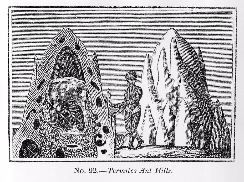 Termite Ant Hills