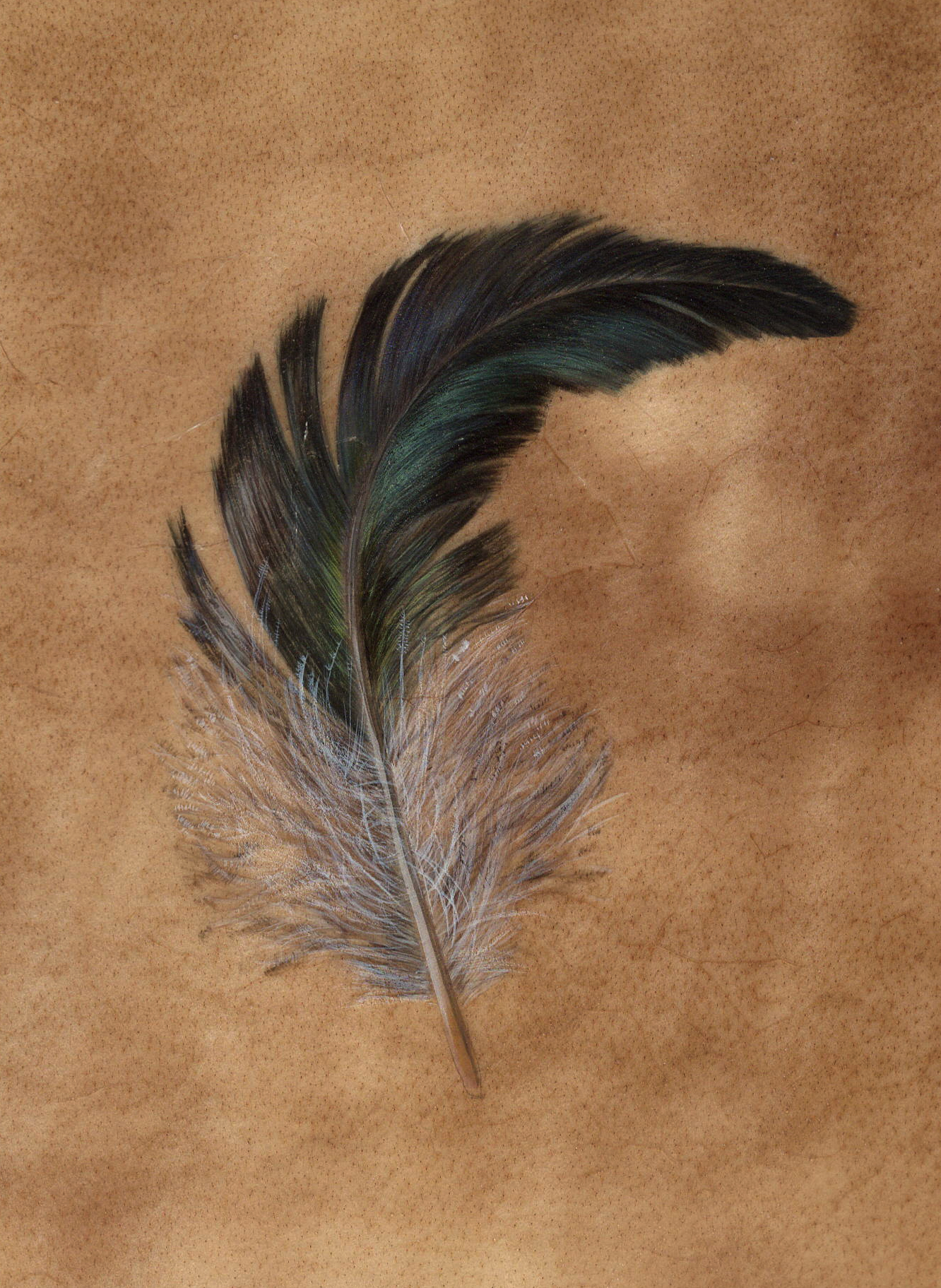 Fowl play - cockerel feather