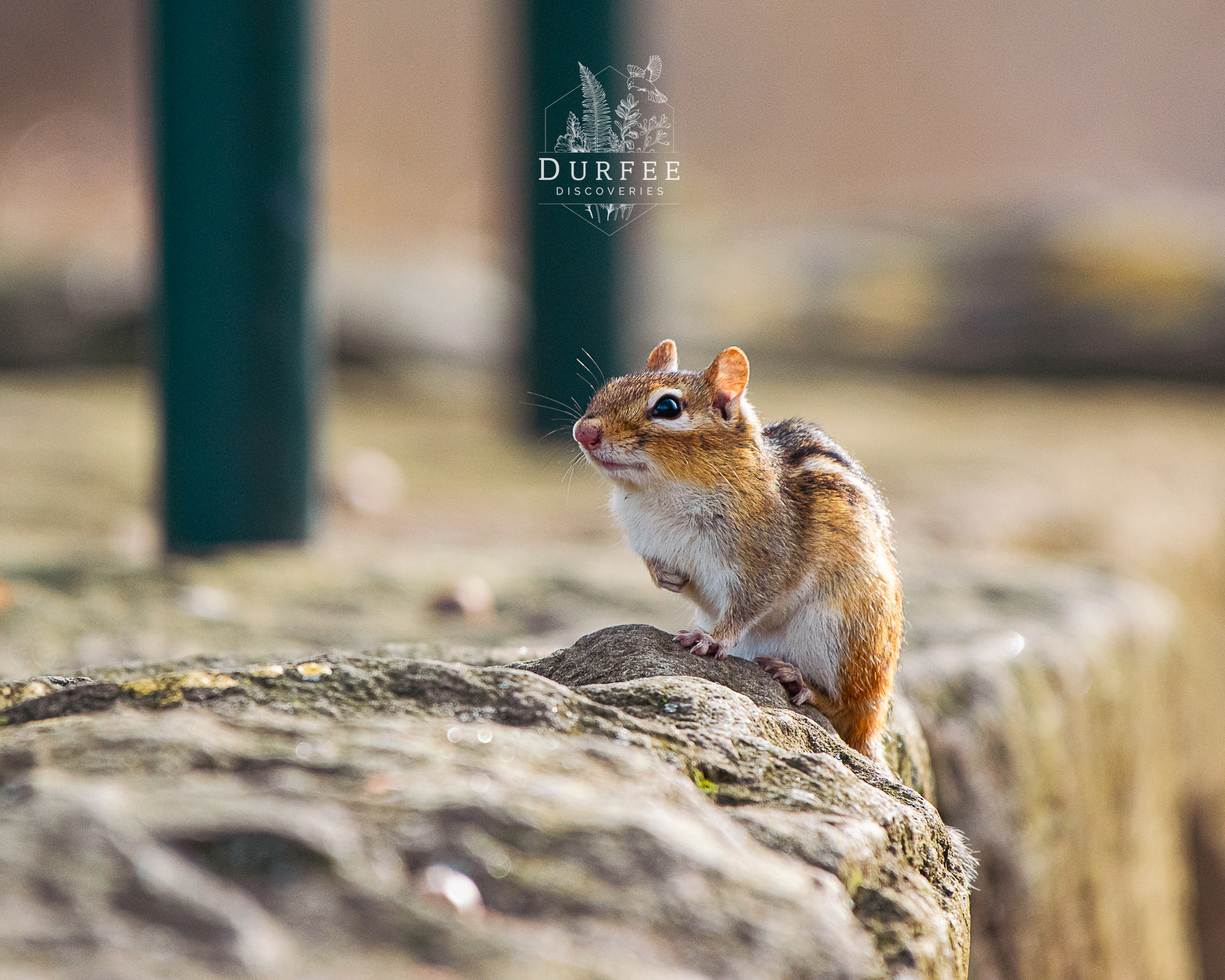 Eastern Chipmunk- Erie, PA
