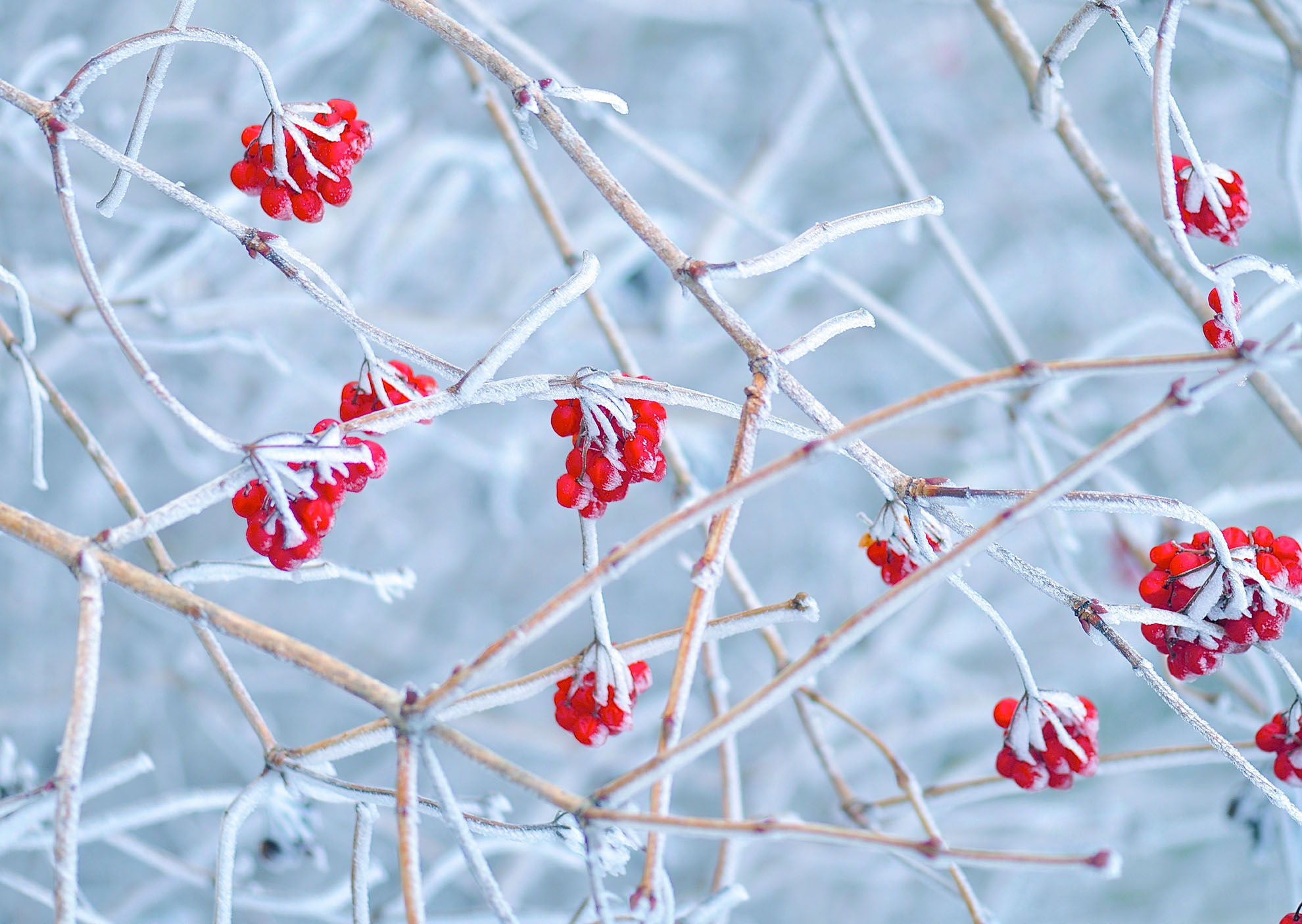 Nr. 298 Schneeball / Viburnum opulus
