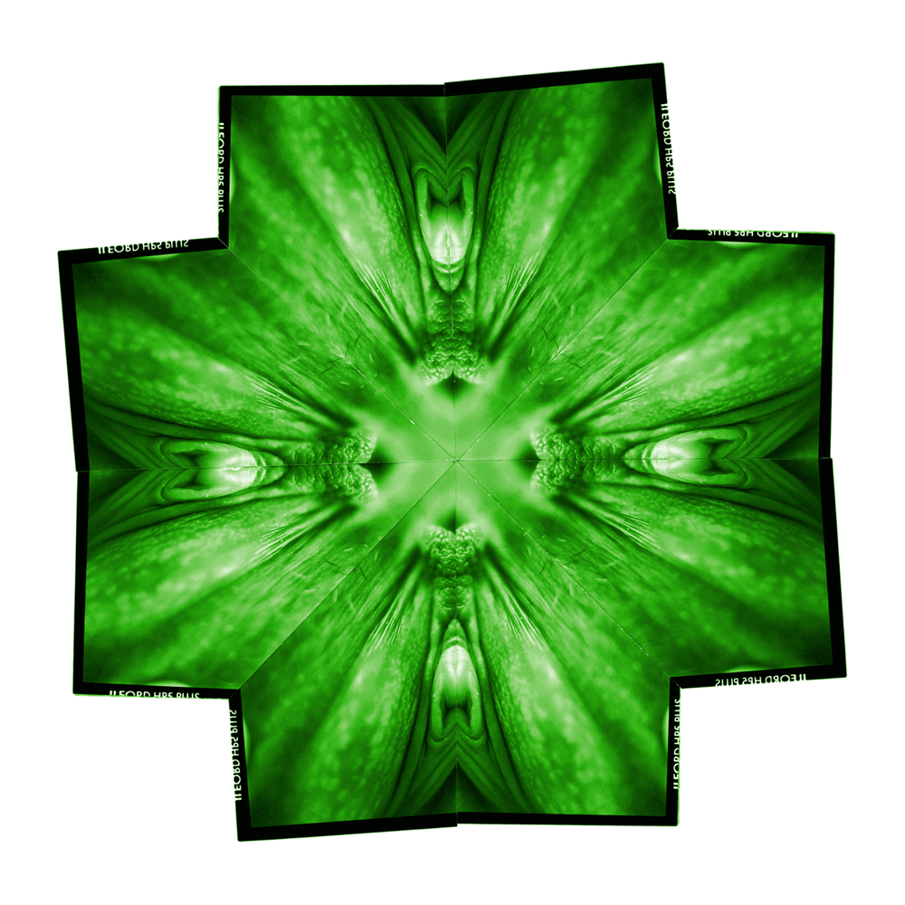 2006 04The Colourful Flowers of Delight