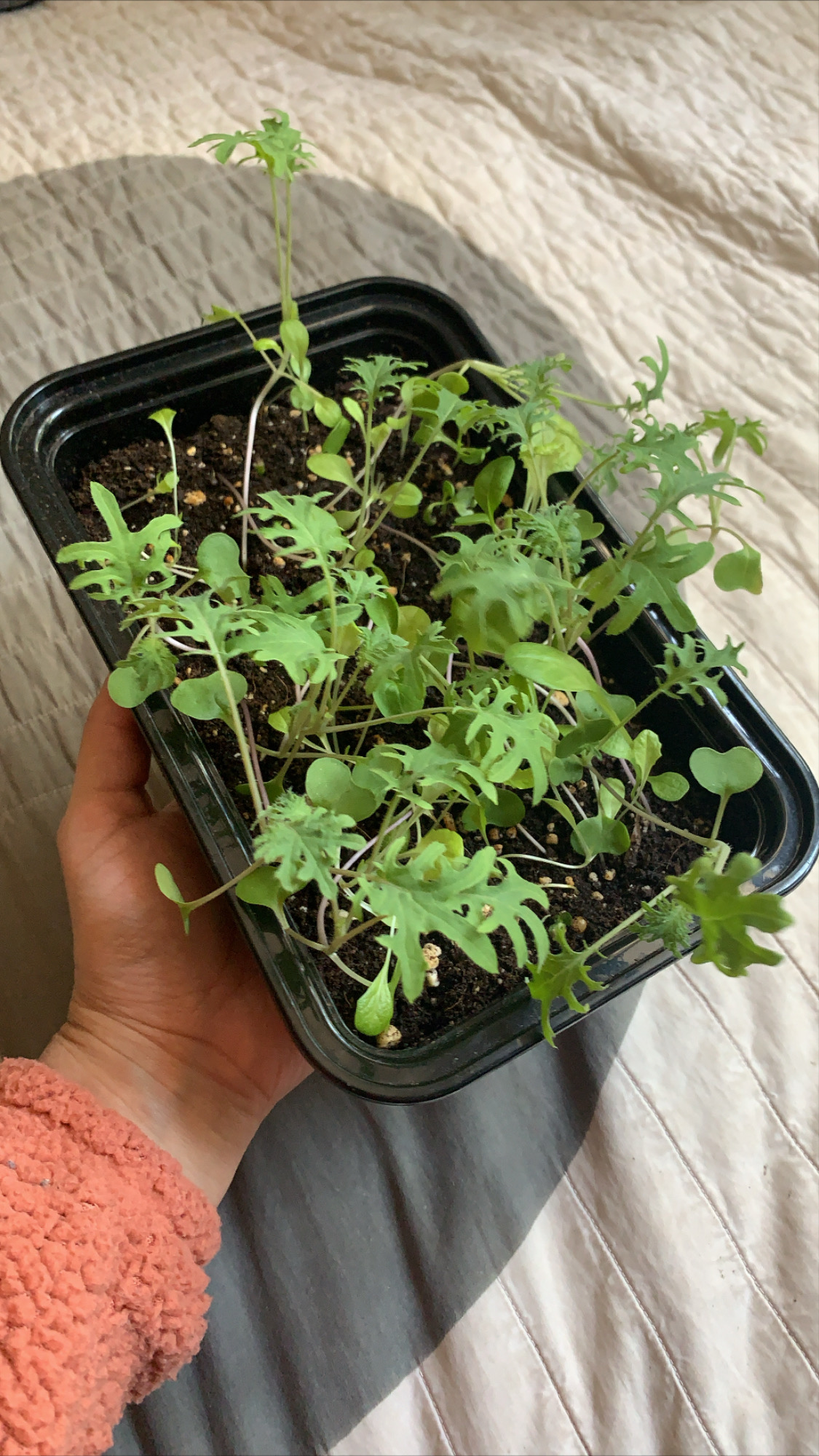 Mesclun