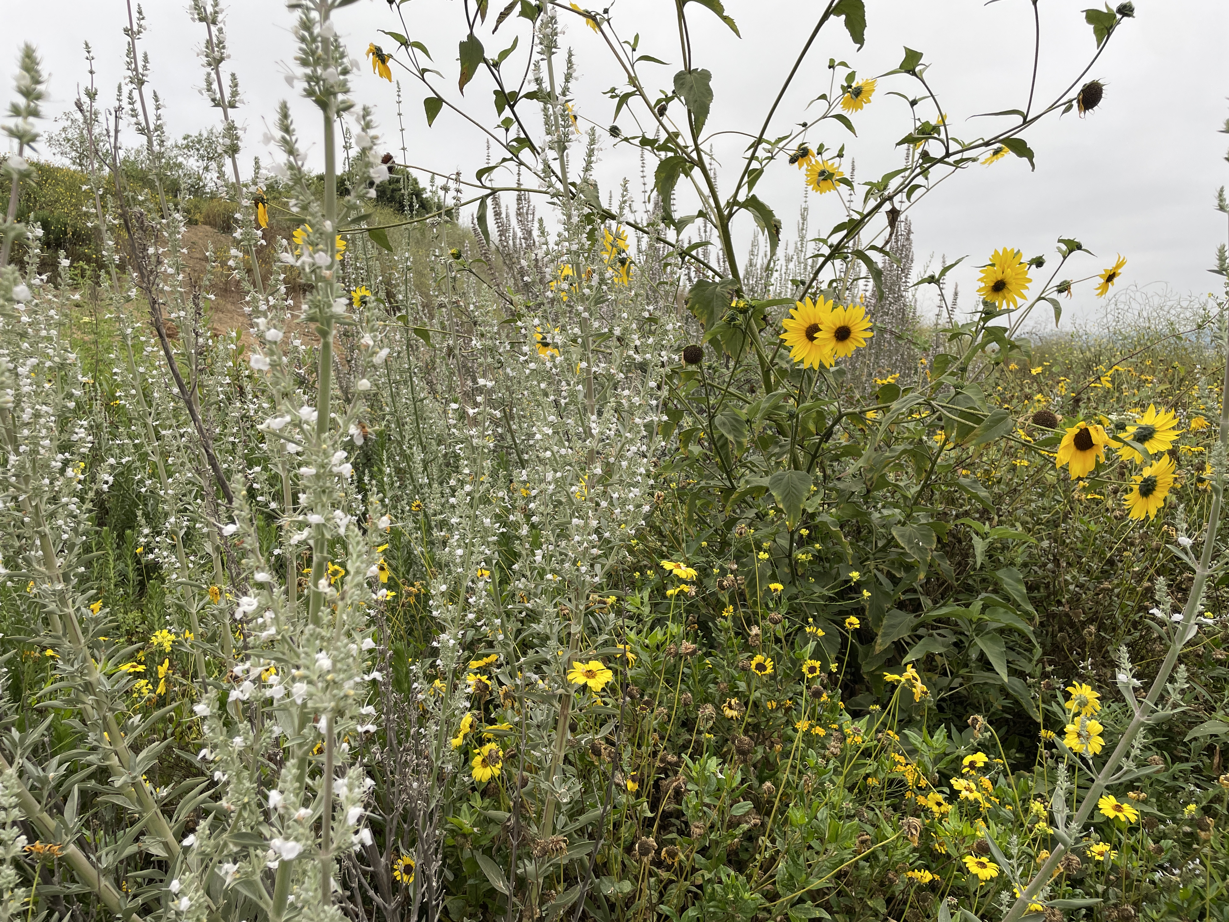 salvia apiana x helianthus californicus