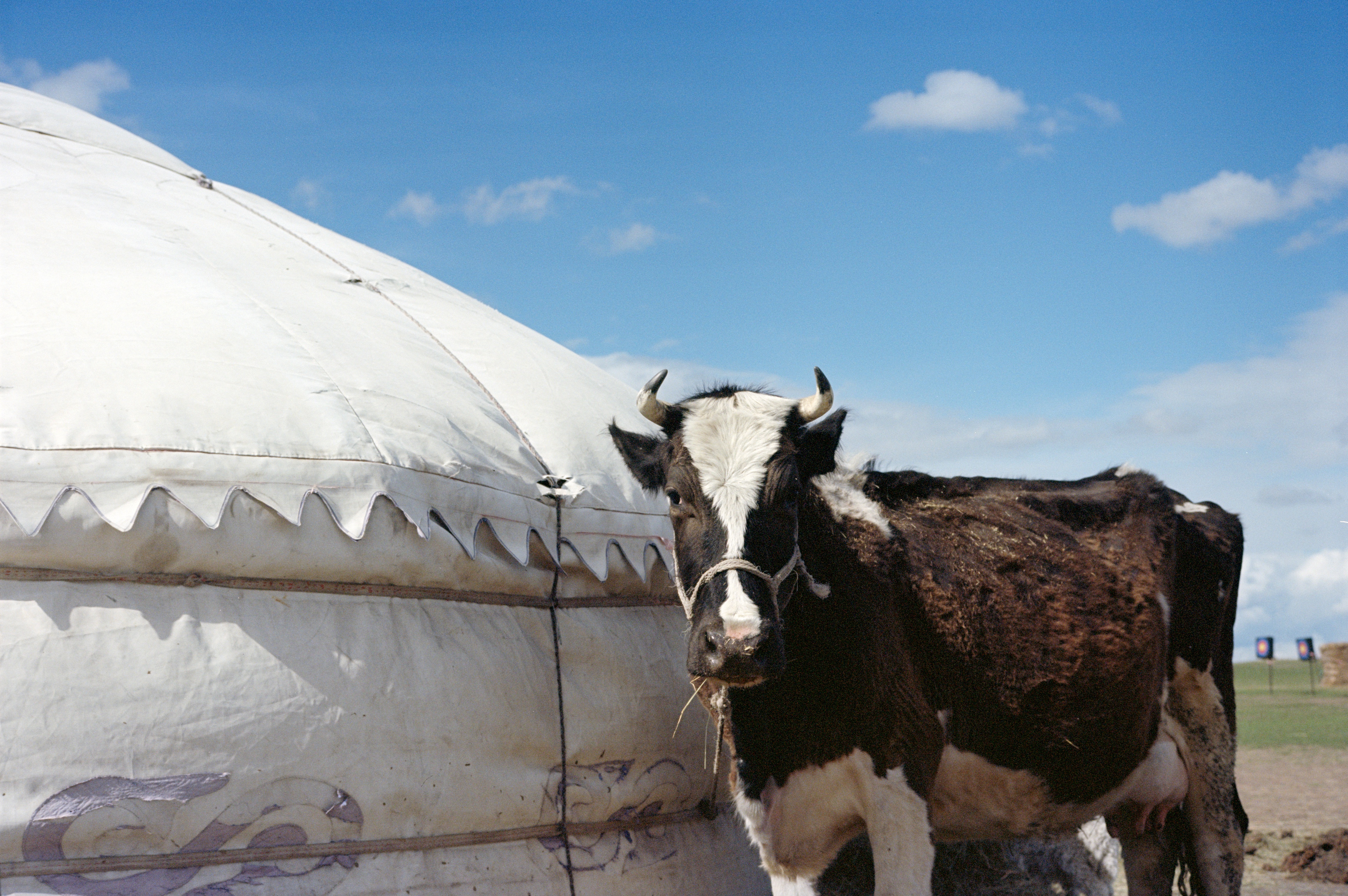 Mongol bull