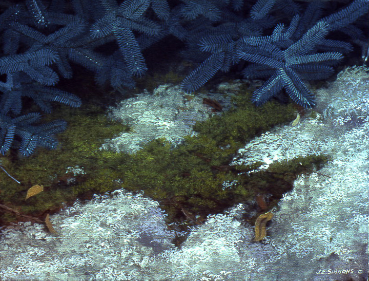 L2.21 - blue spruce, moss and lichens