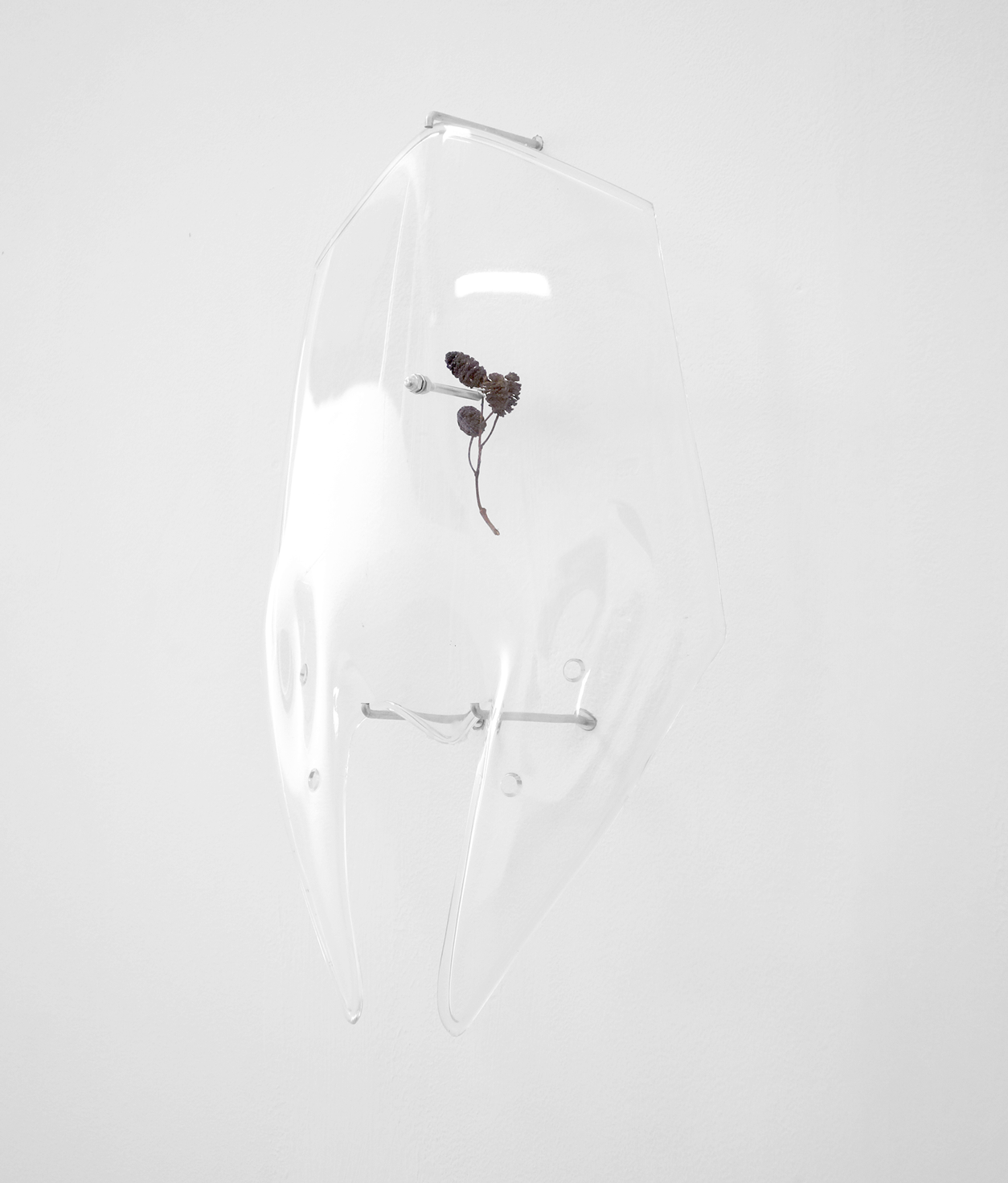 ‘feàrna (alder)’ (2015) – Dornoch St Project SPace, Glasgow.