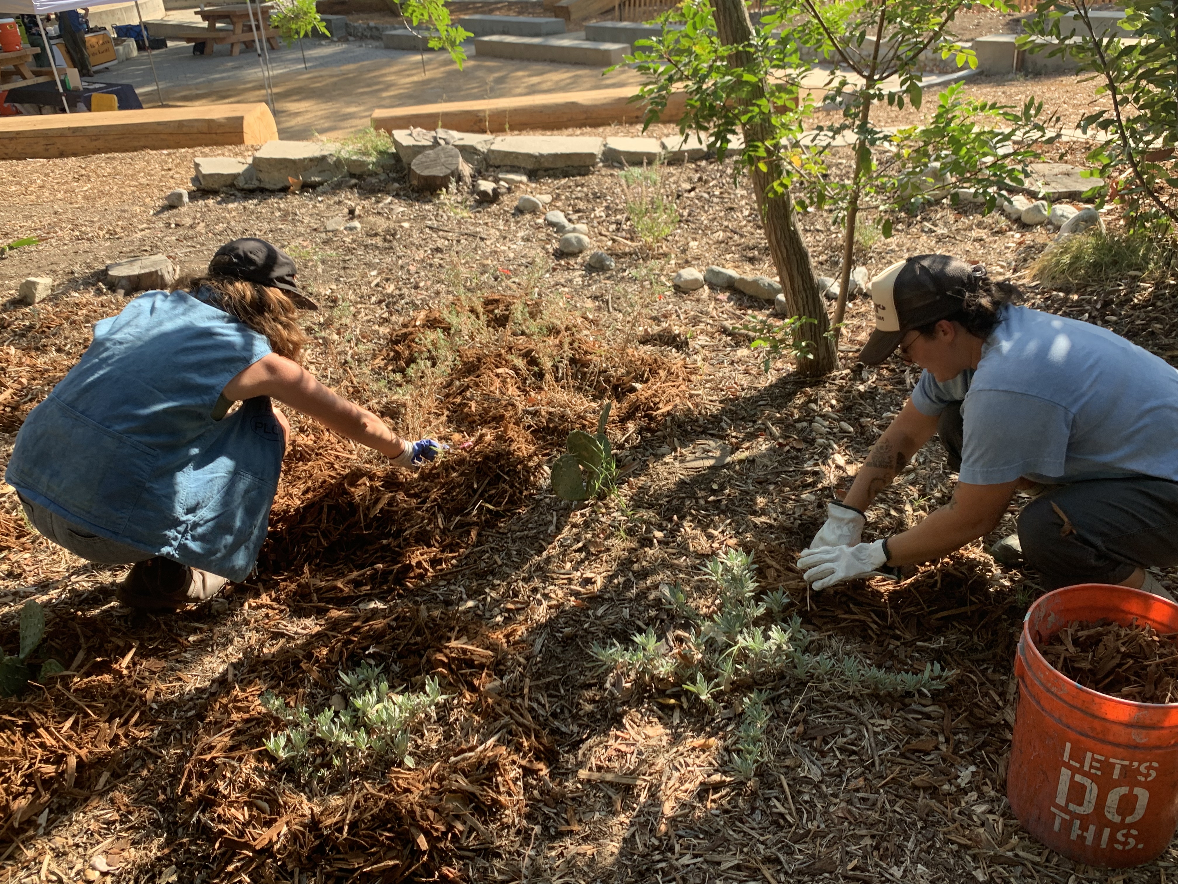 Mulch volcanoes. I hope they (the plants) erupt (grow really, really big)
