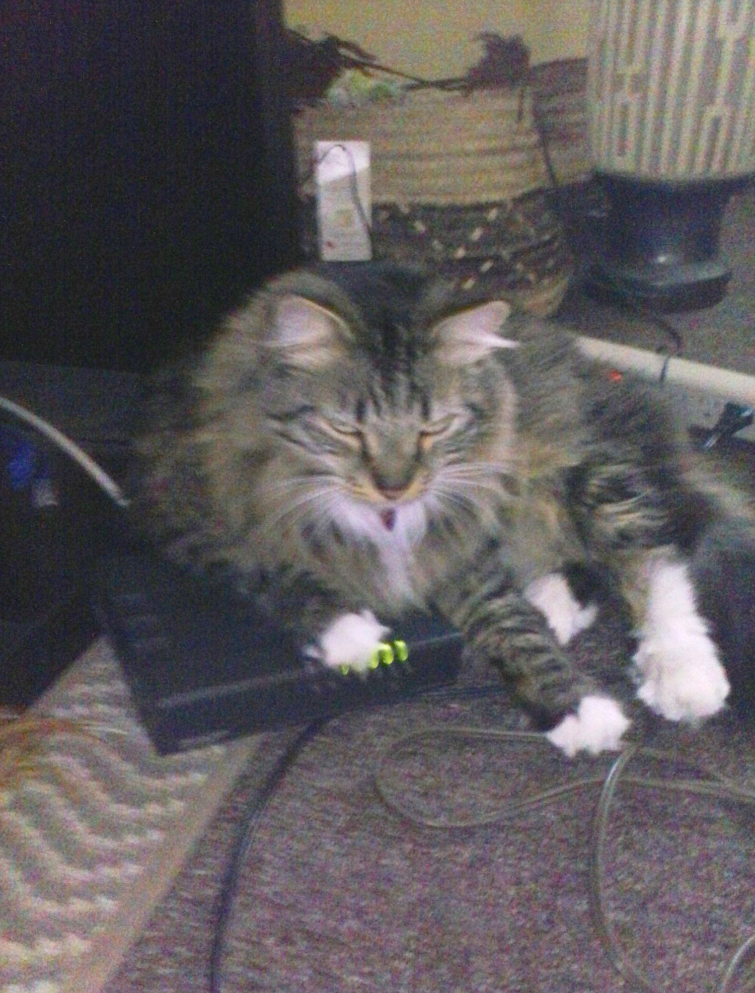 Weight &amp; Velocity (Cat on Router), 2014 [image 1/2]2 C-Prints50 x 38 cm. each