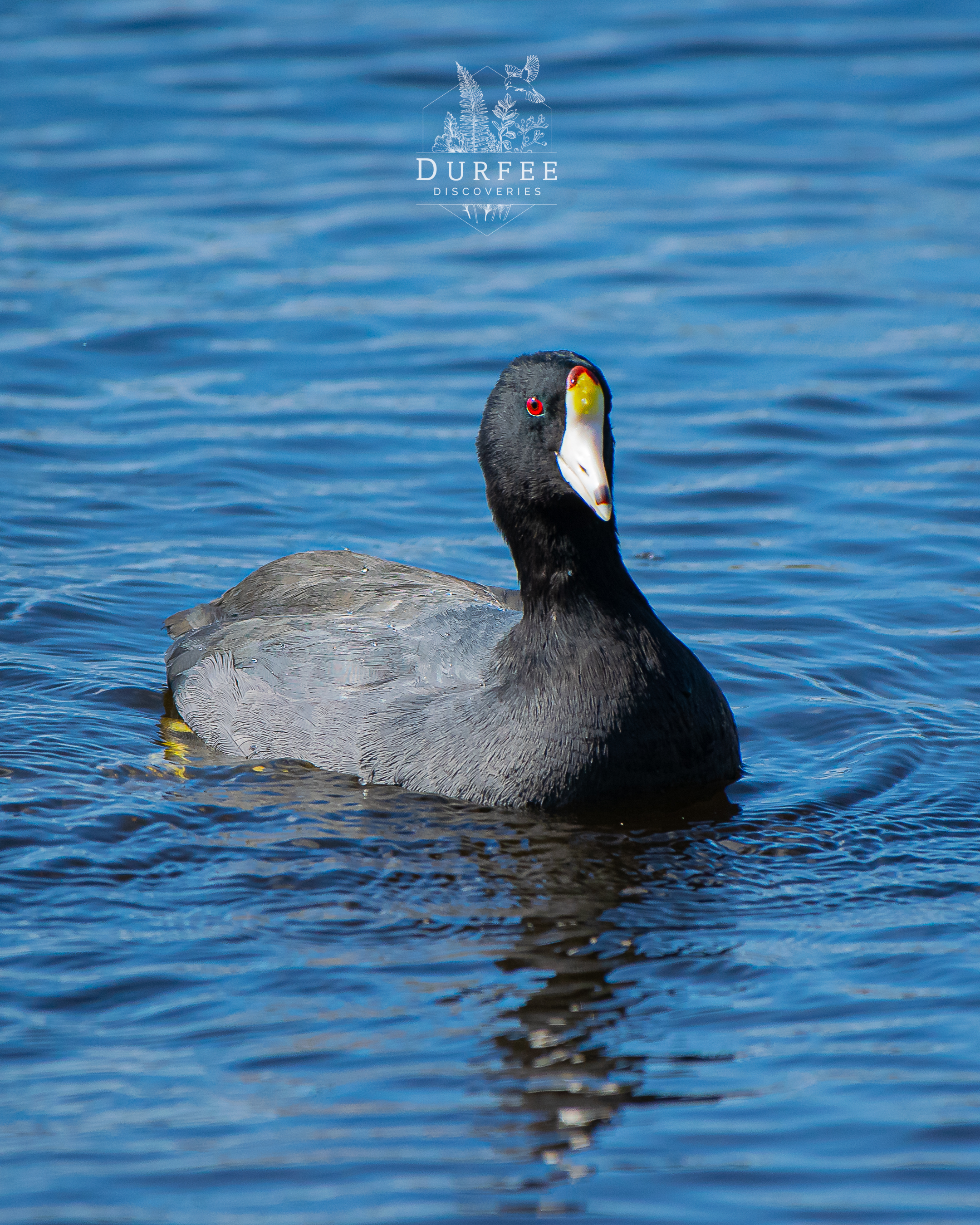 American Coot - Palm Harbor, FL