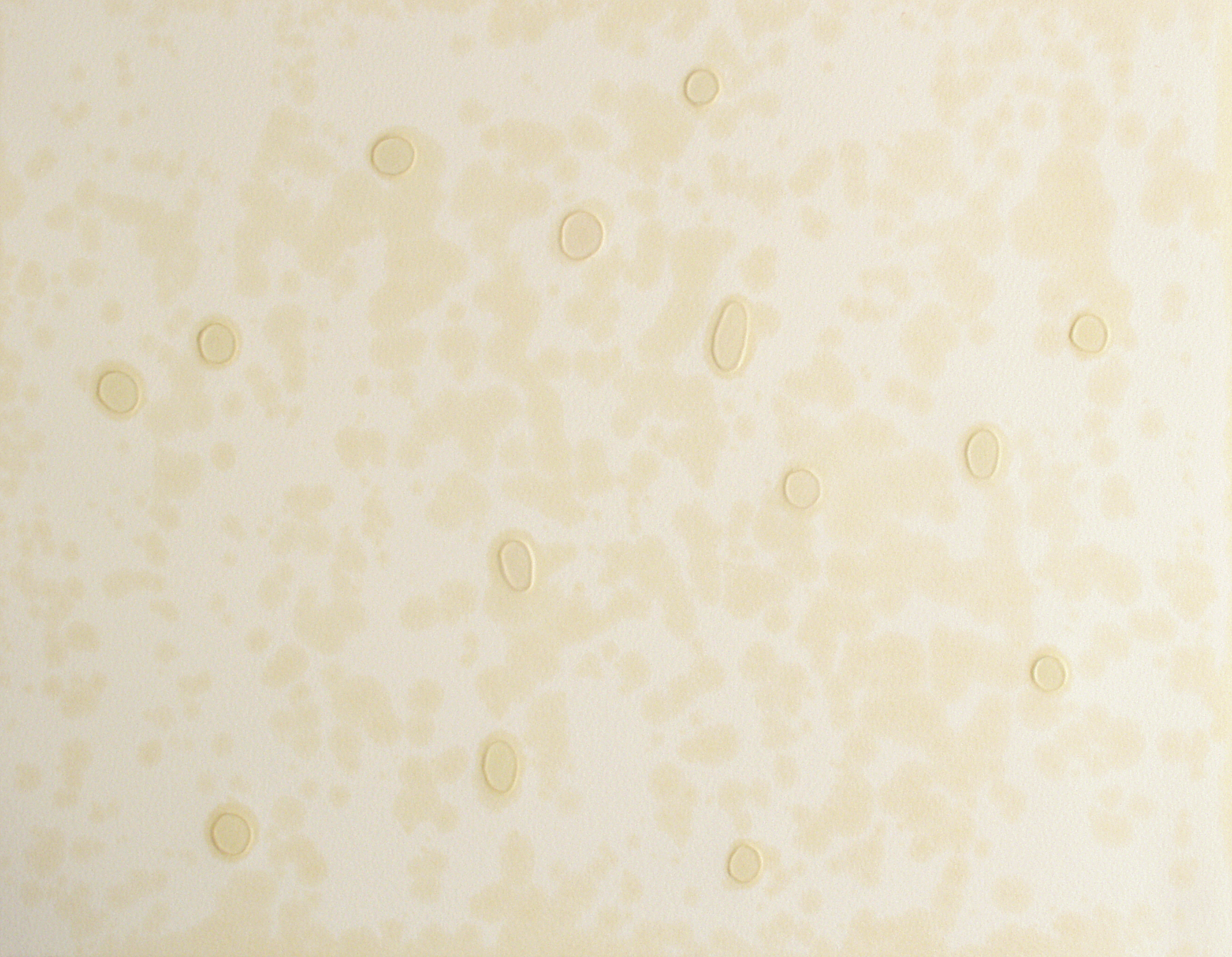  Untitled, 2004 . Cuts, marks, embossing and oil stains on paper . 32 x 41 cm