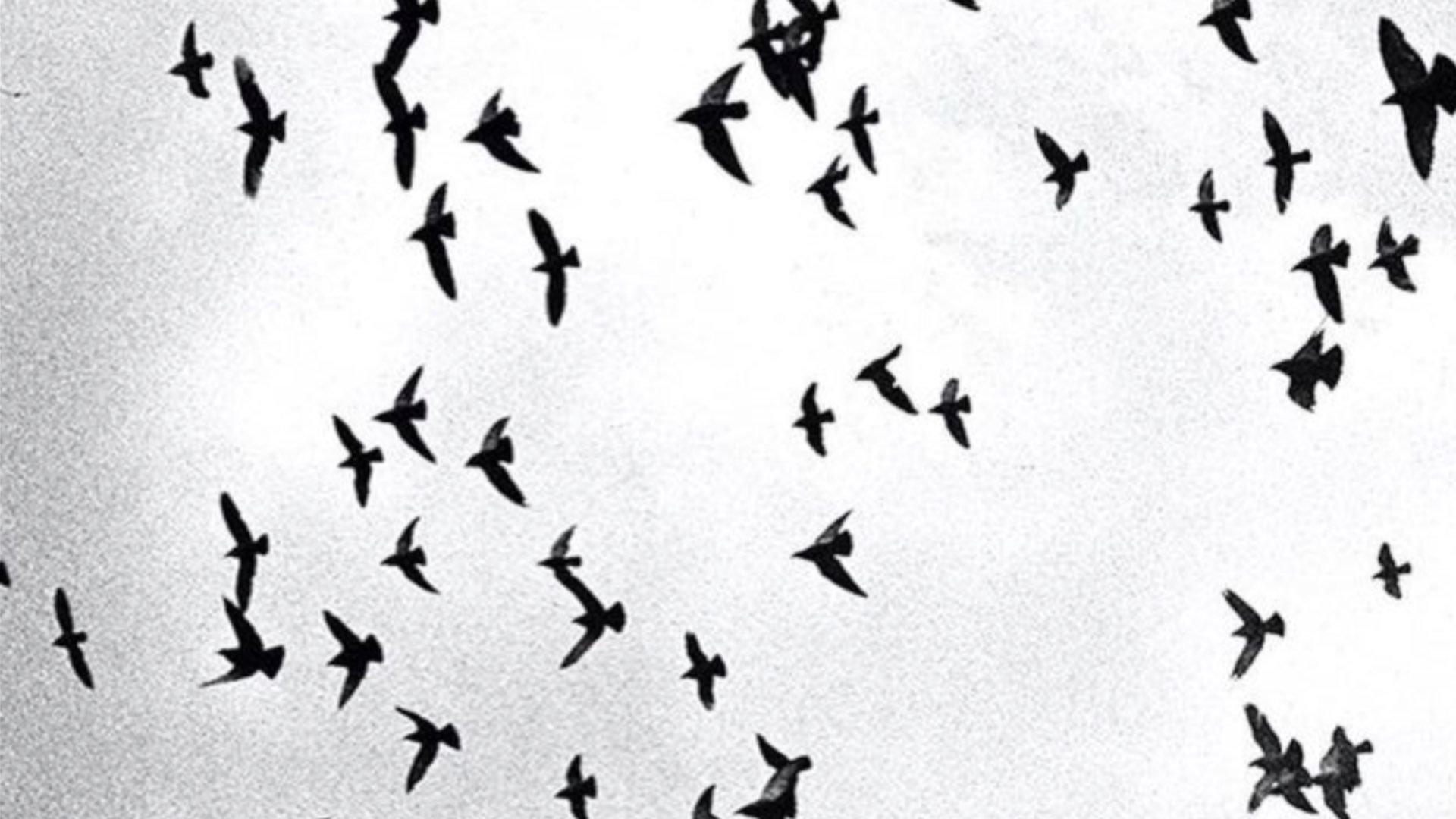 "Loud Spring" #soundcollage #resilientvoices #sonicspell