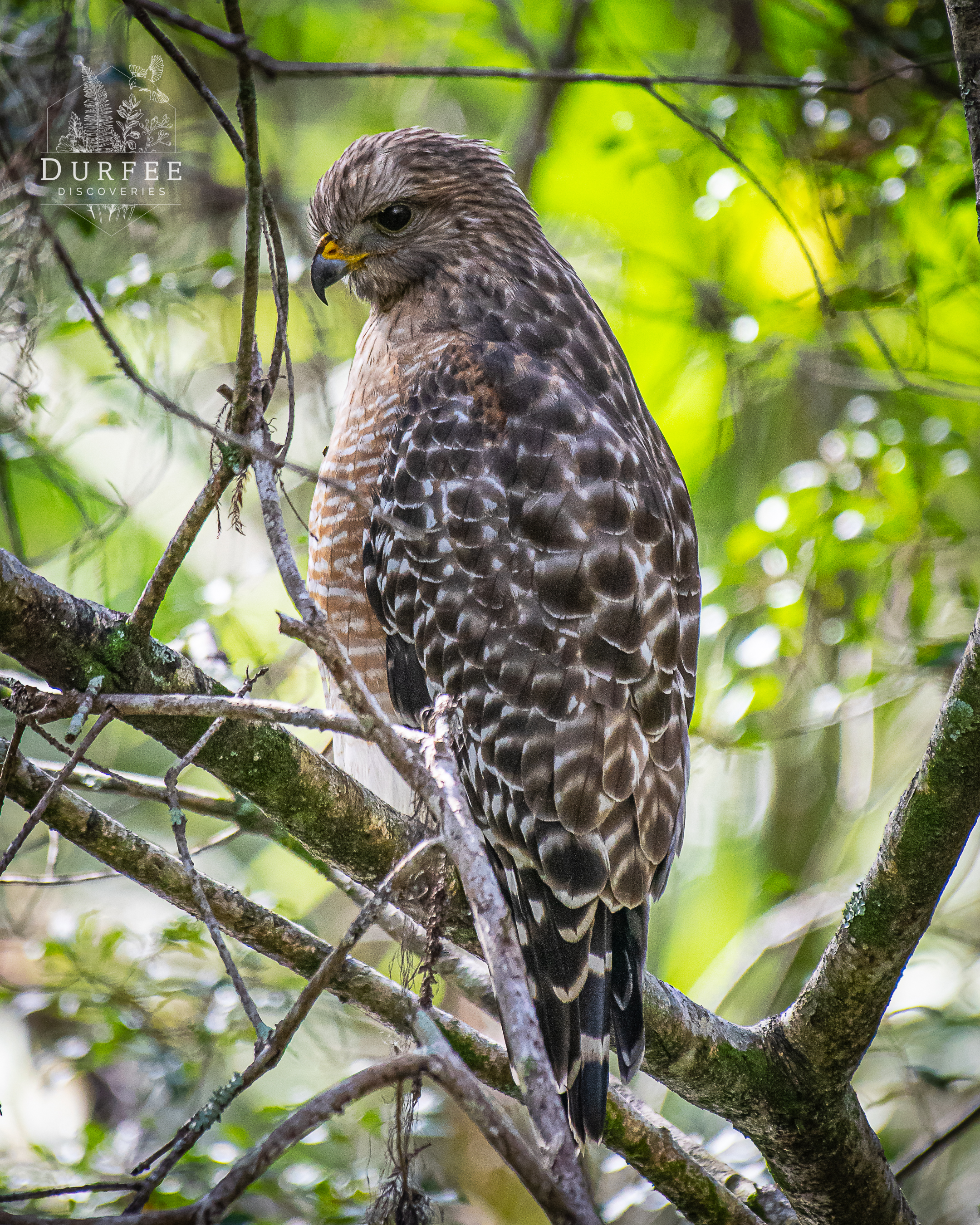 Red-Shouldered Hawk - Palm Harbor, FL