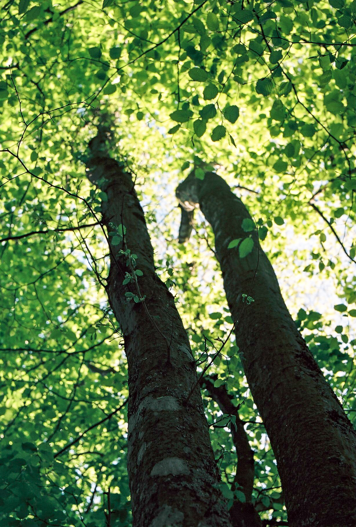 Endernos-les-Bains, France, 2017.
