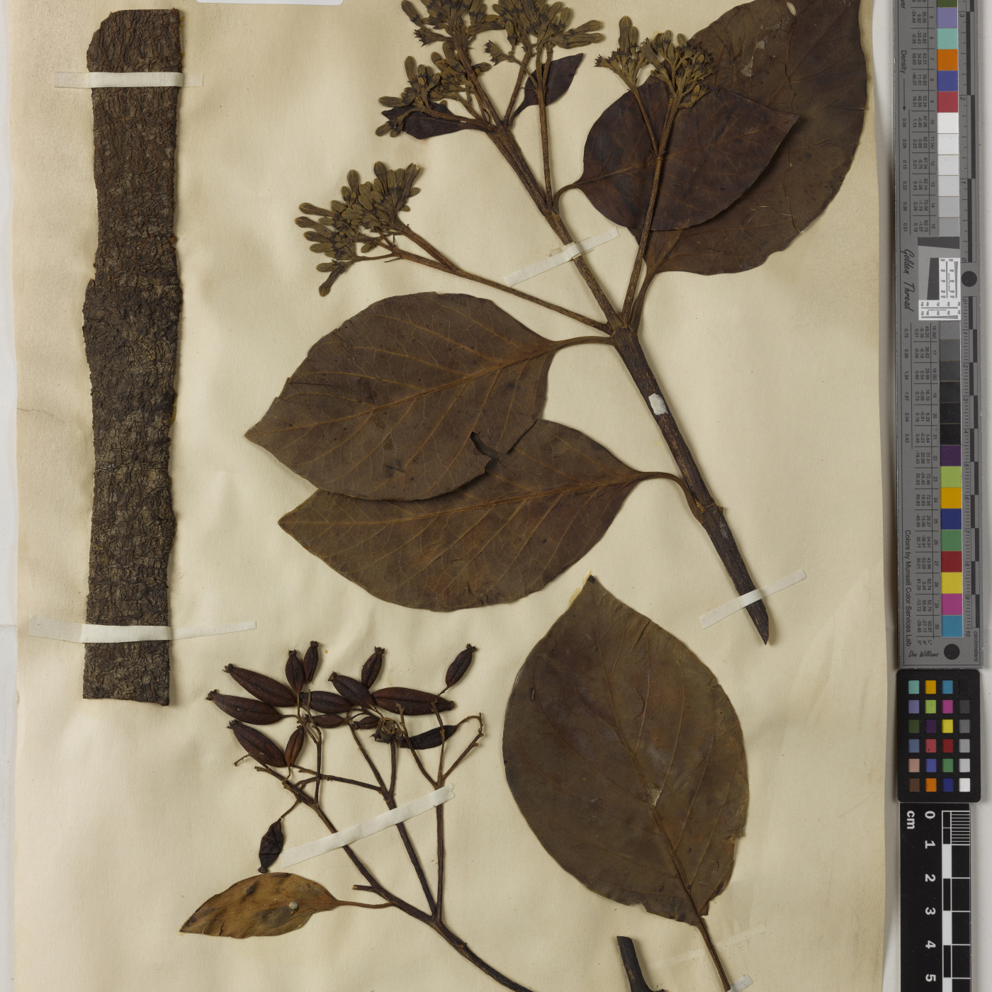 ECOLOGICAL REPARATIONS