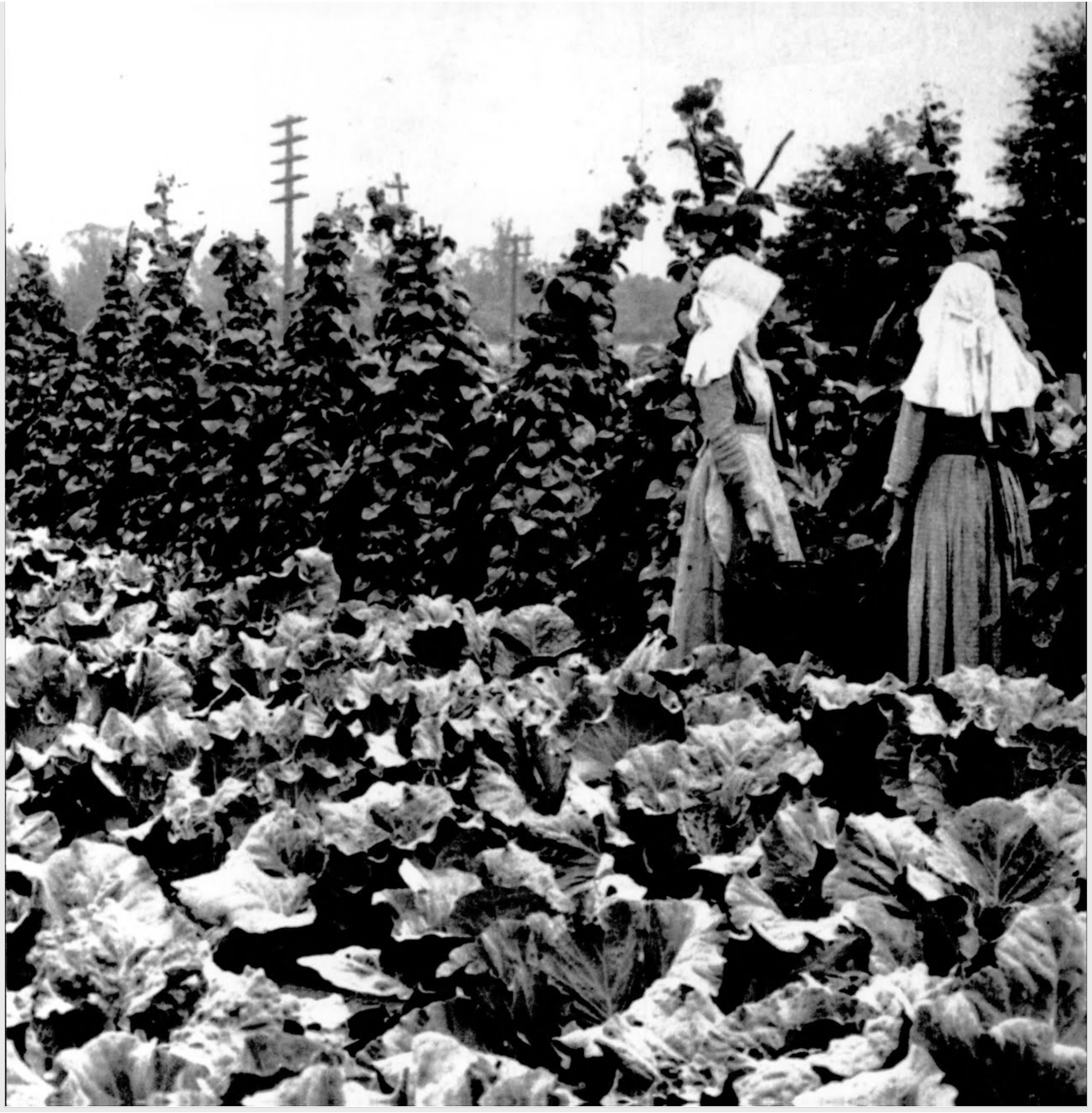 1908 Amana Women. Photo: John H. Richmond. Museum of Amana History, gift of Joan Liffring-Zug Bourret