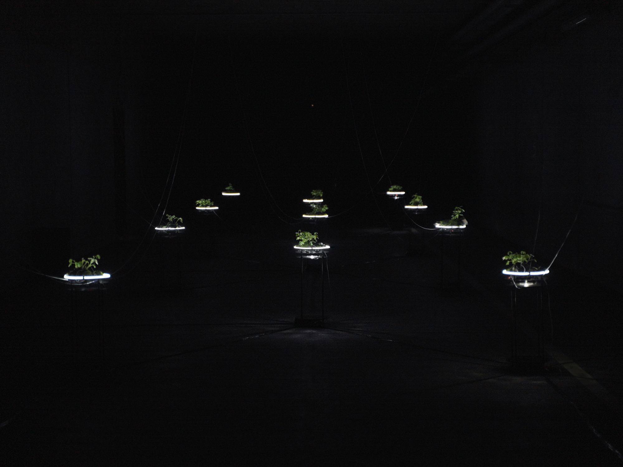 Group Exhibition - Synplant - Ars Electronica Festival, Linz, 2023