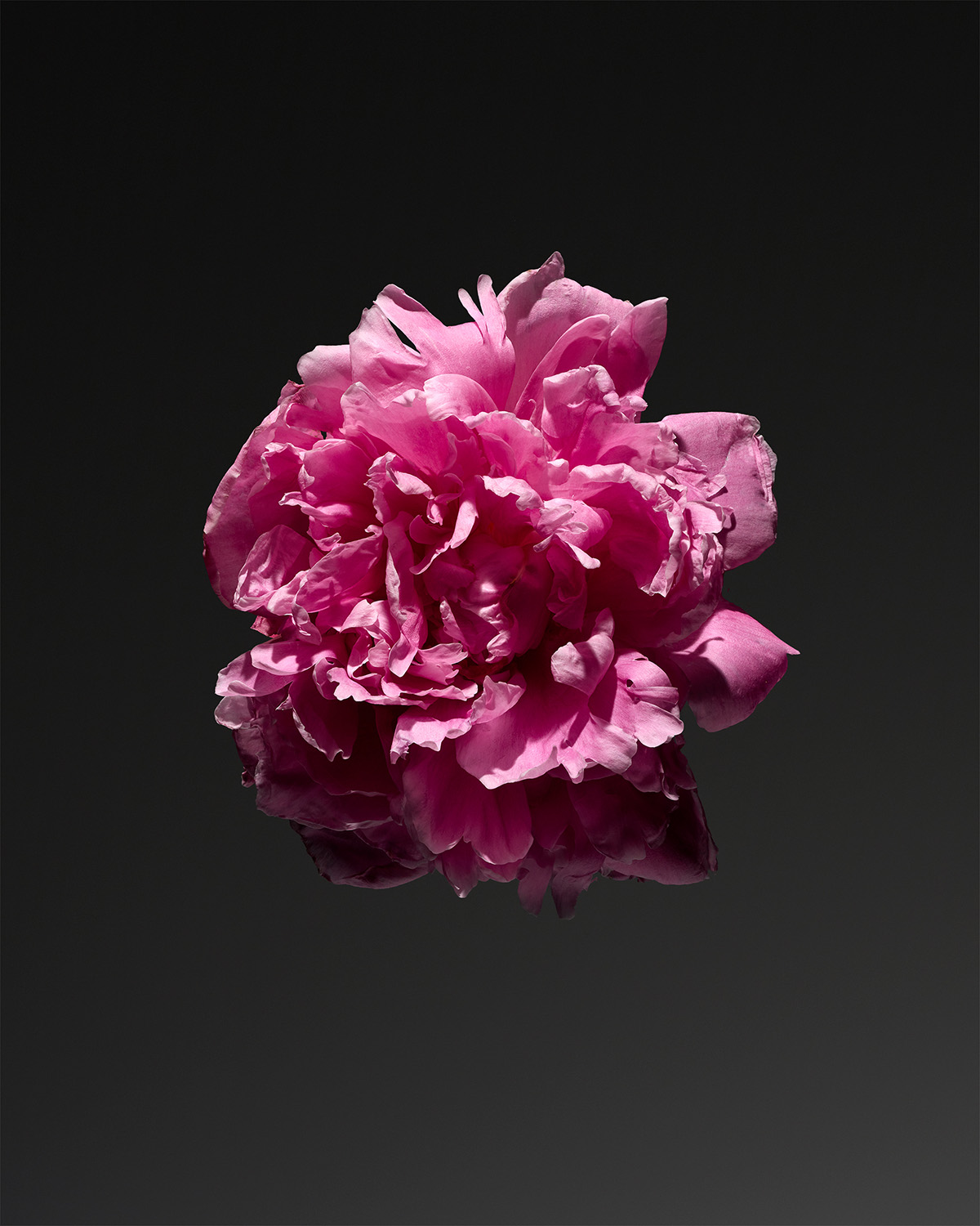KMA photographer Isabelle Bonjean shoots a photograph of a floating dark pink flower with a black background
