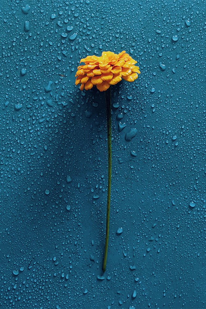 original image by Joyce McCown